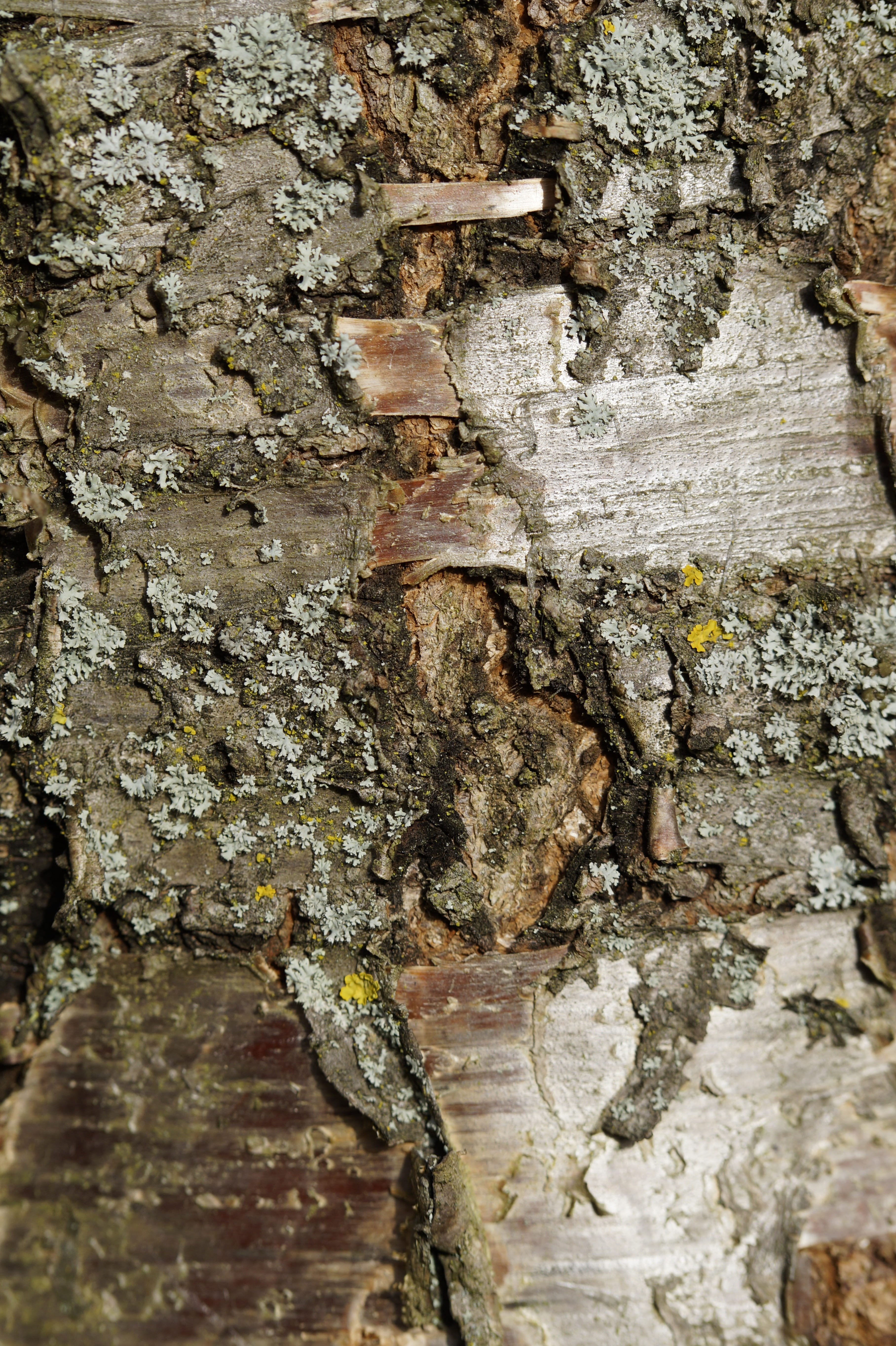 bark, tree bark, cherry, cherry tree, close up, structure, background