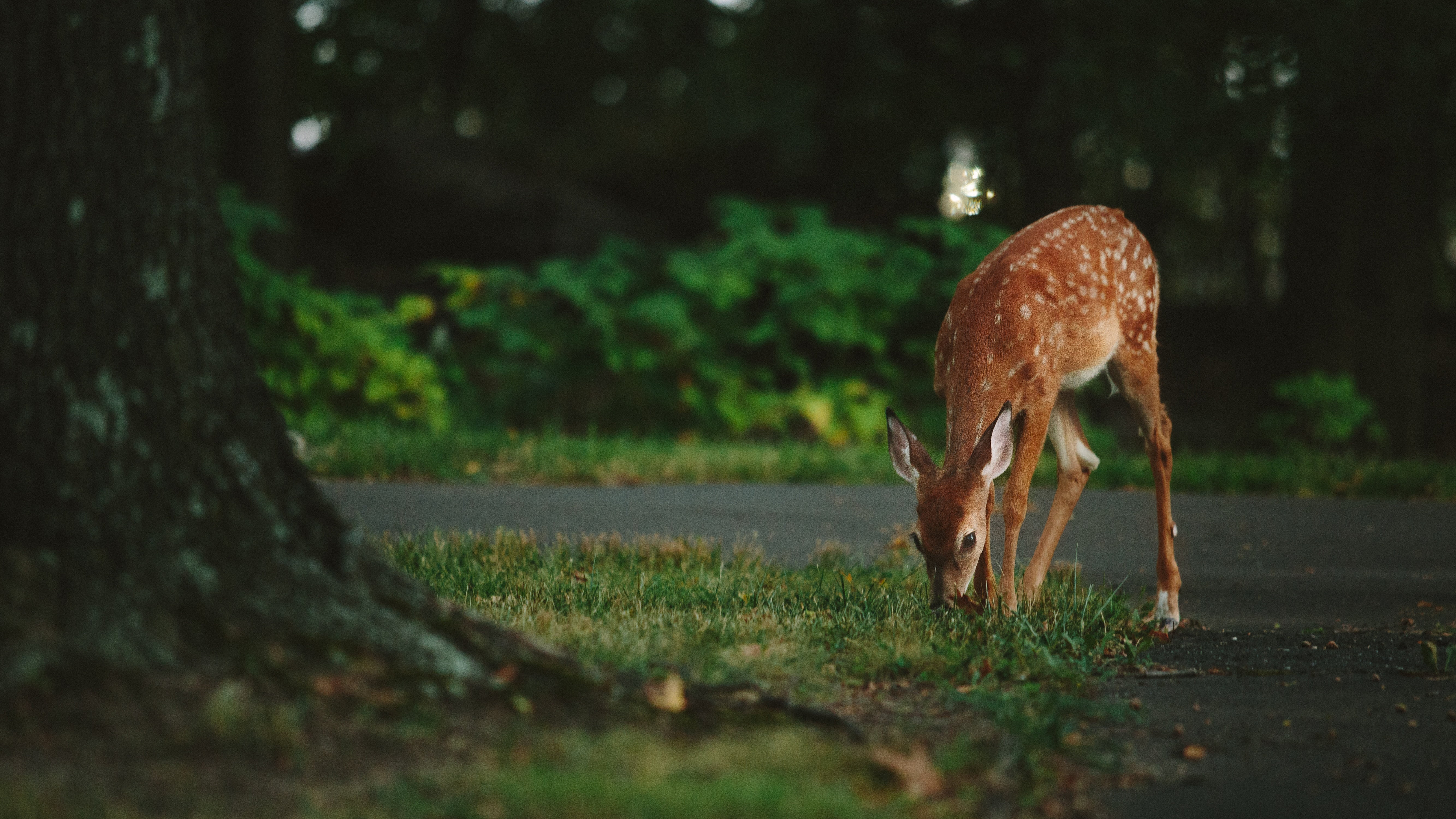 shallow focus photography of deer, animal, wildlife, park, fauna