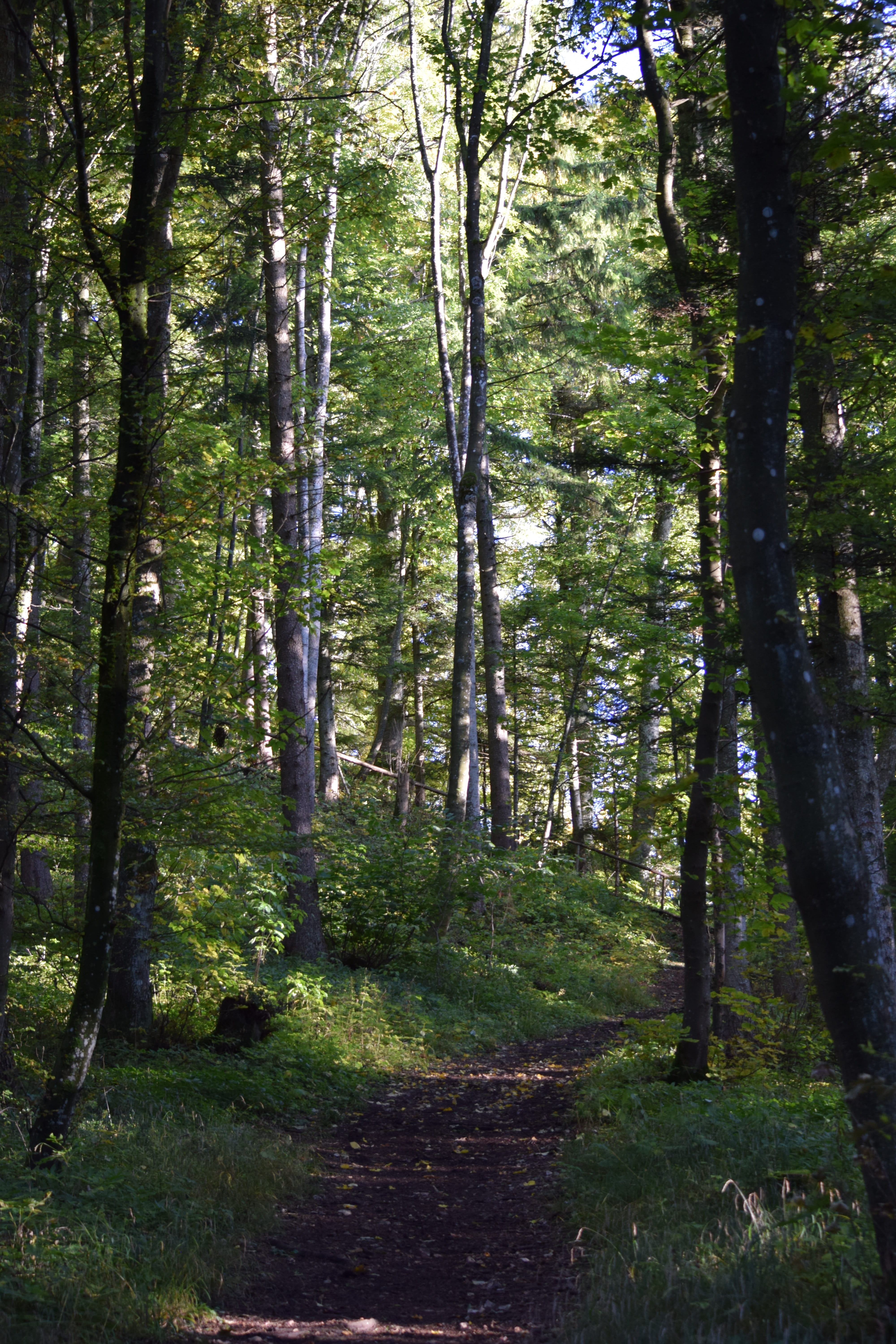 Forest, Path, Nature, Trees, Away, forest path, tranquil scene