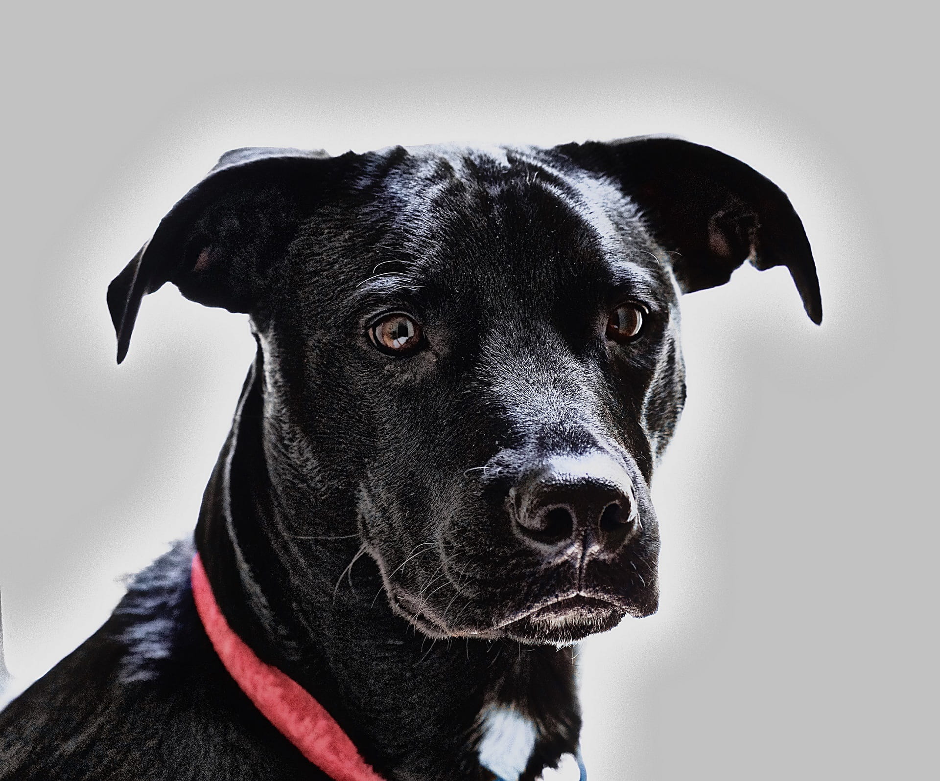 selective focus photography of black American Pitbull, dog, canine