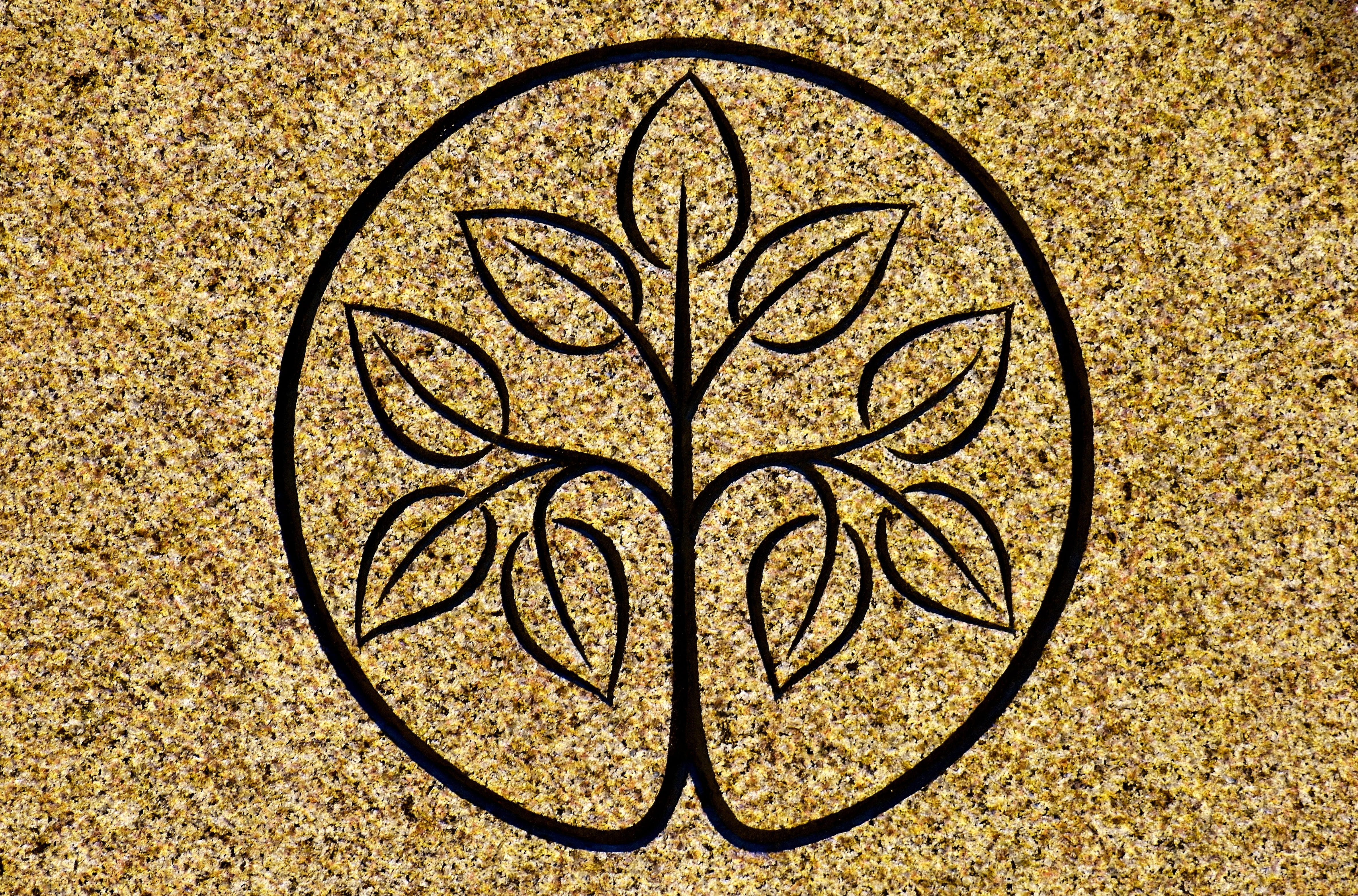 tree, stone wall, design, structure, natural stone, pattern