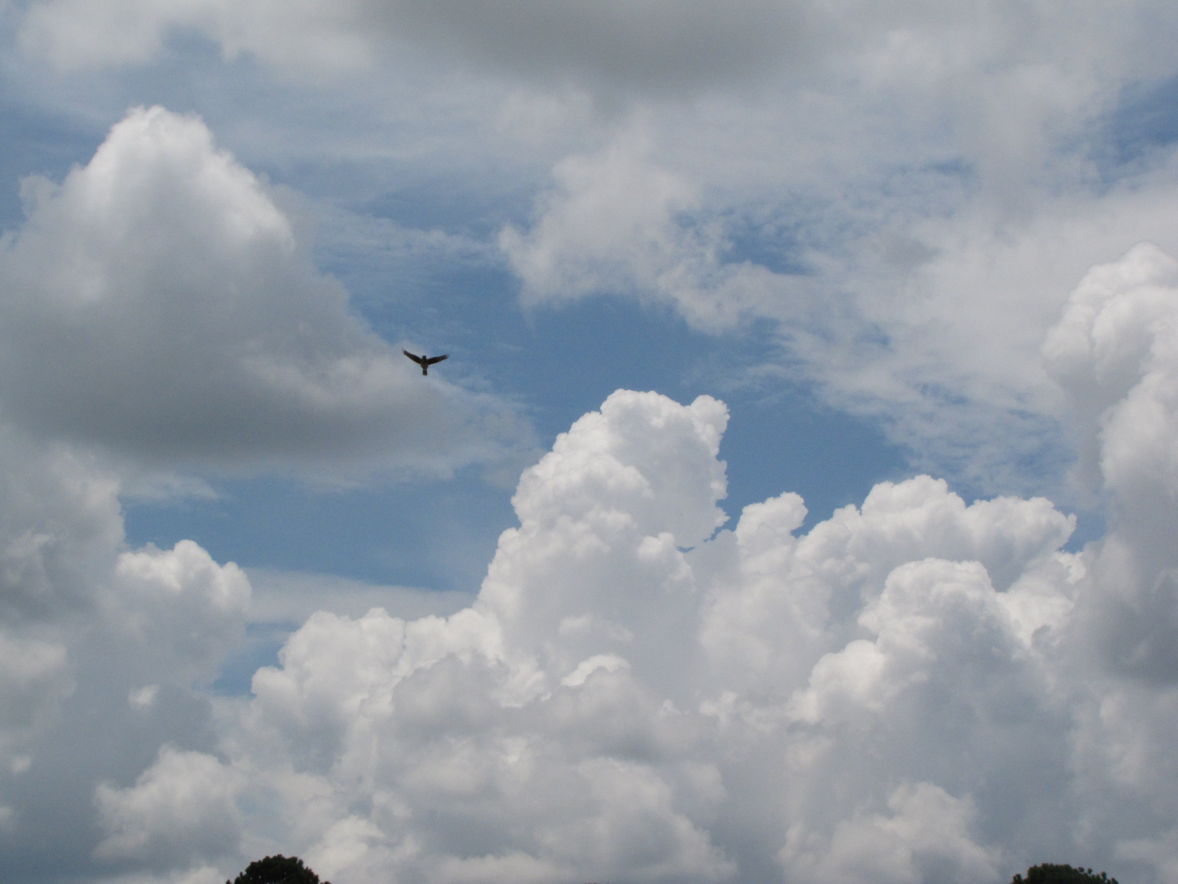 bird flying in the sky during daytime, clouds, environment, cloudscape