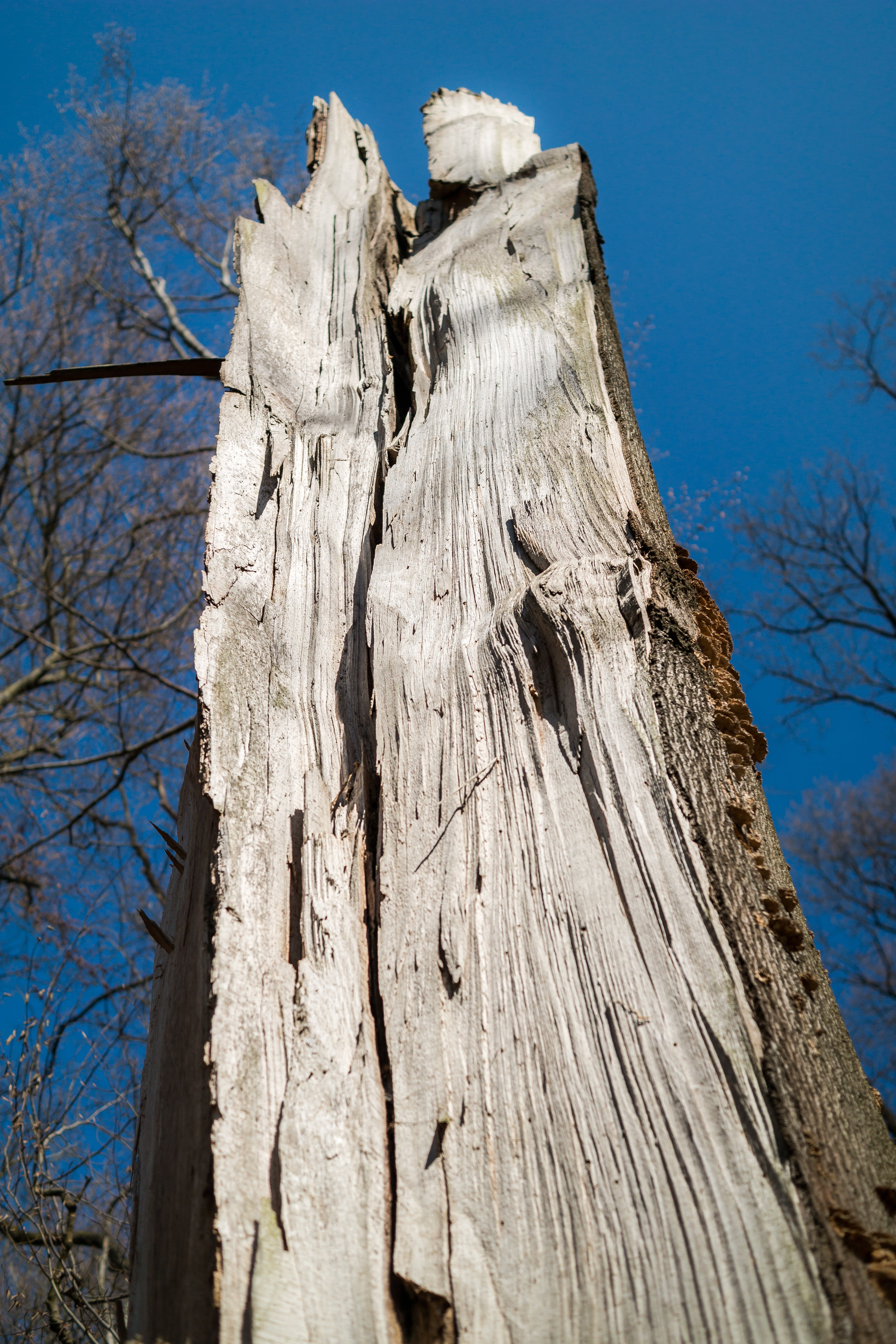 forest, forward, damage, canceled, tree, wood, devastation