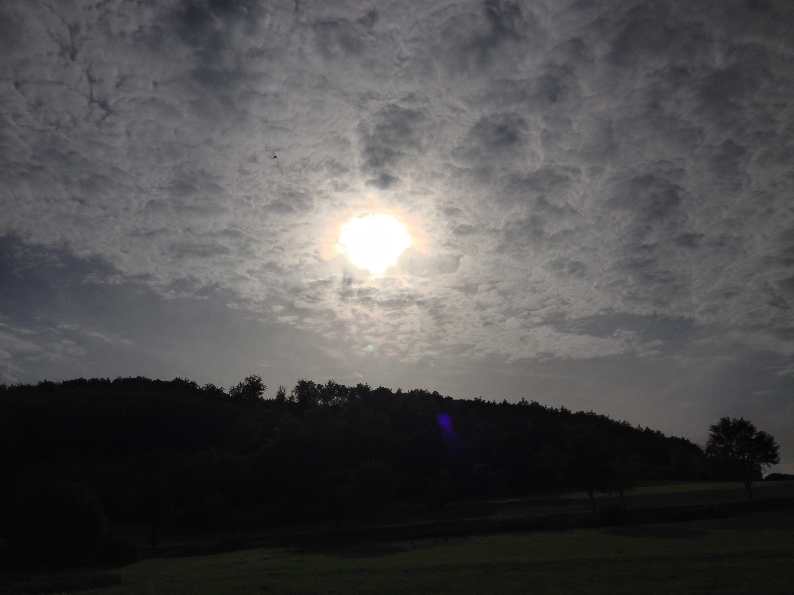 cloud, sunset, clouds, cloudiness, cloudy, sky, tree, plant