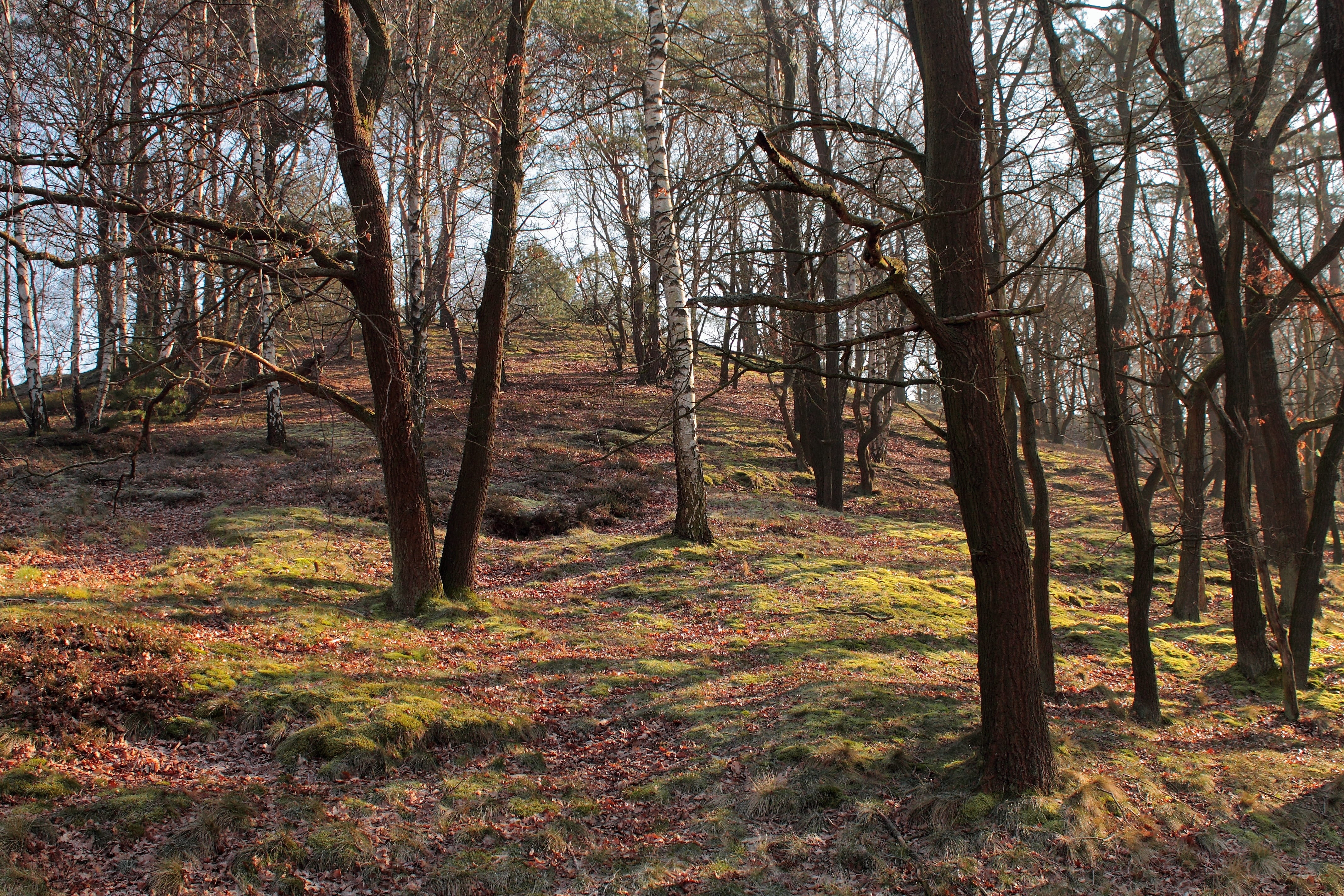 Forest, Tree, Nature, Light, Landscape, mood, branch branches