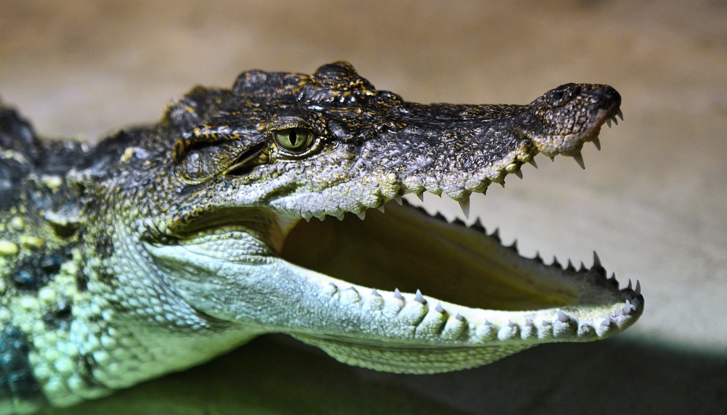 opened mouth of alligator, crocodile, head, animal, reptile, skin