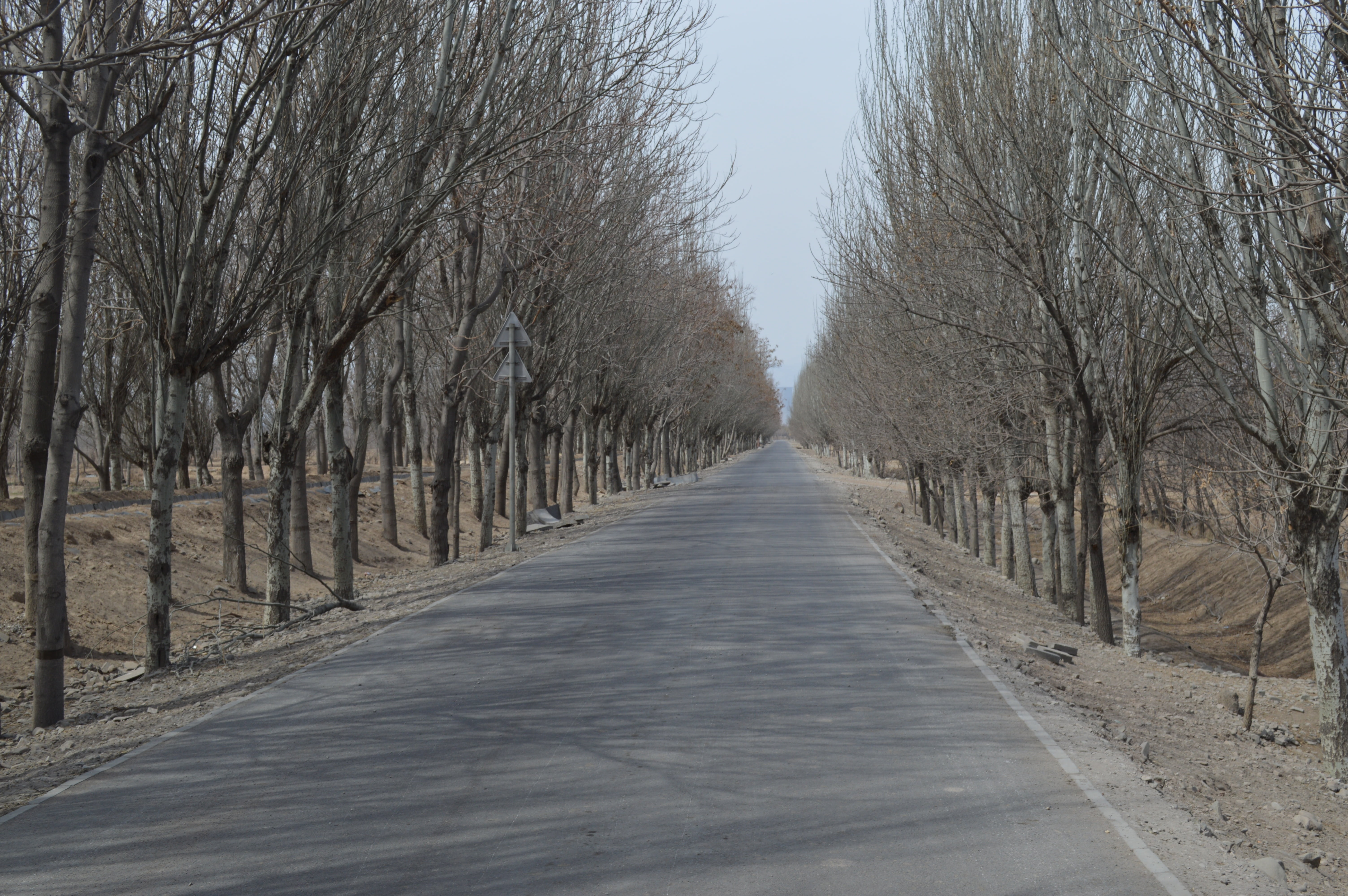 views, landscape, winter, the way forward, tree, direction