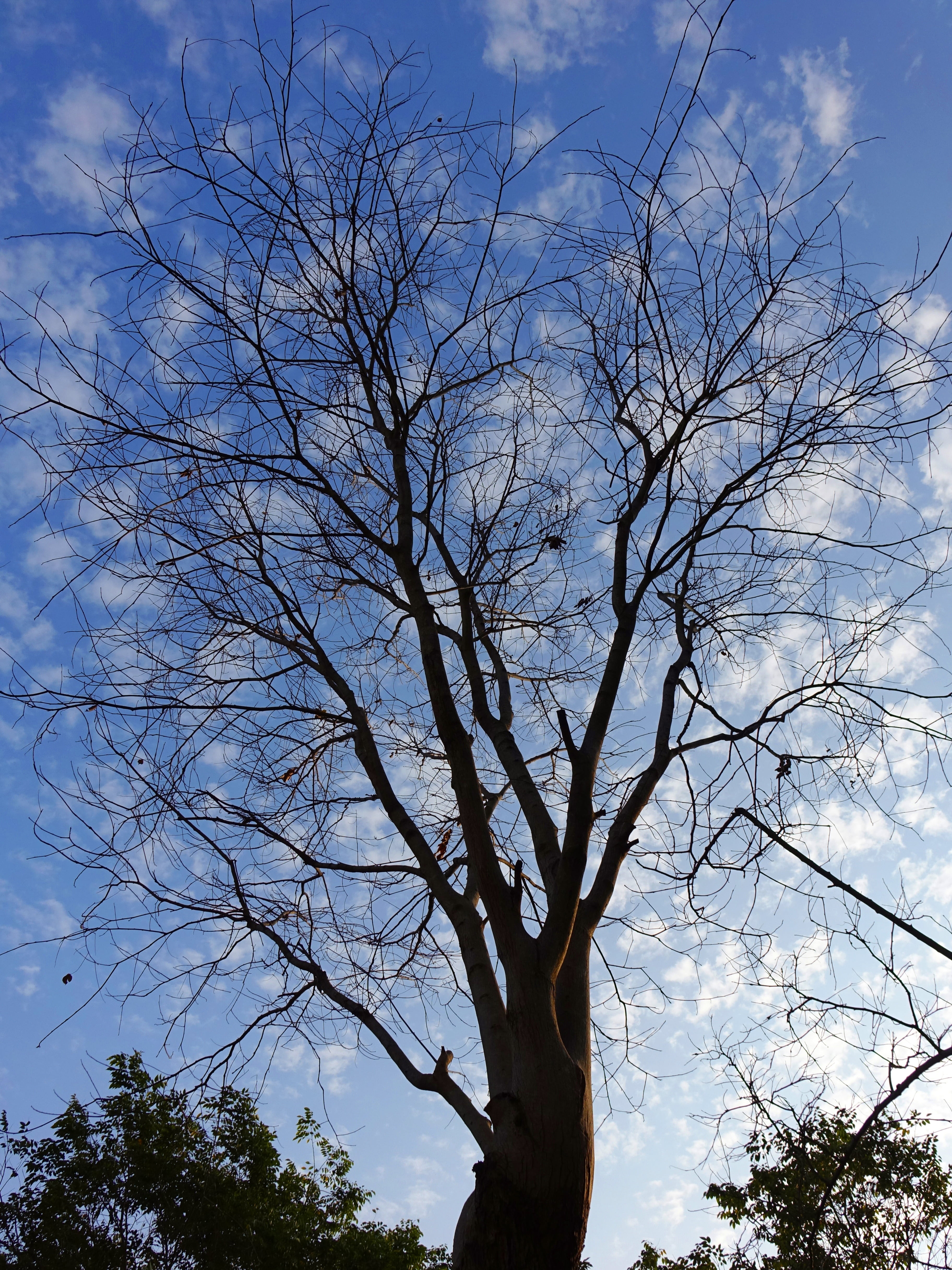 dead tree, spring, sunny days, sky, plant, low angle view, branch