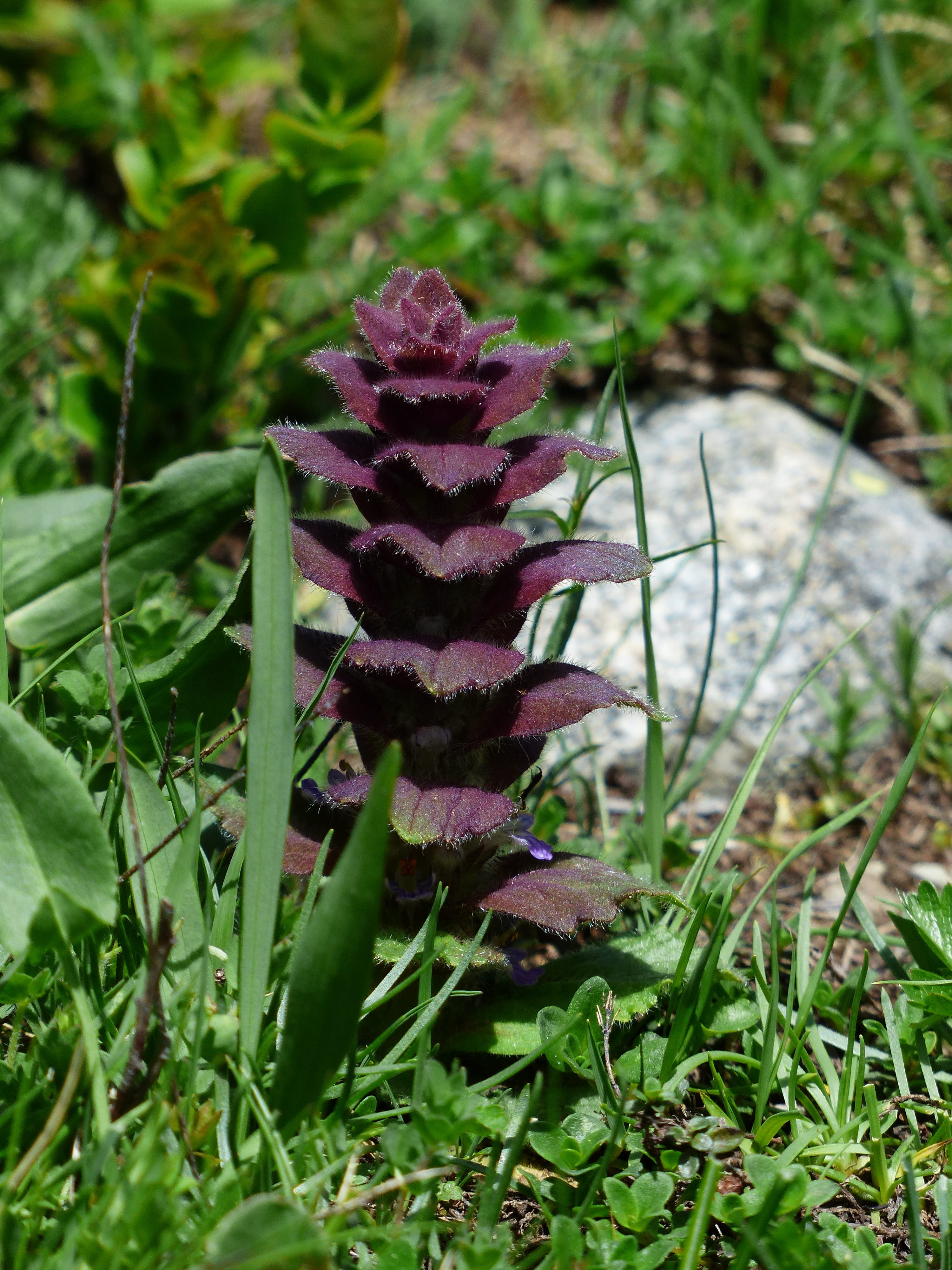 pyramidalis, bugle, flower, plant, reddish, ajuga pyramidalis l