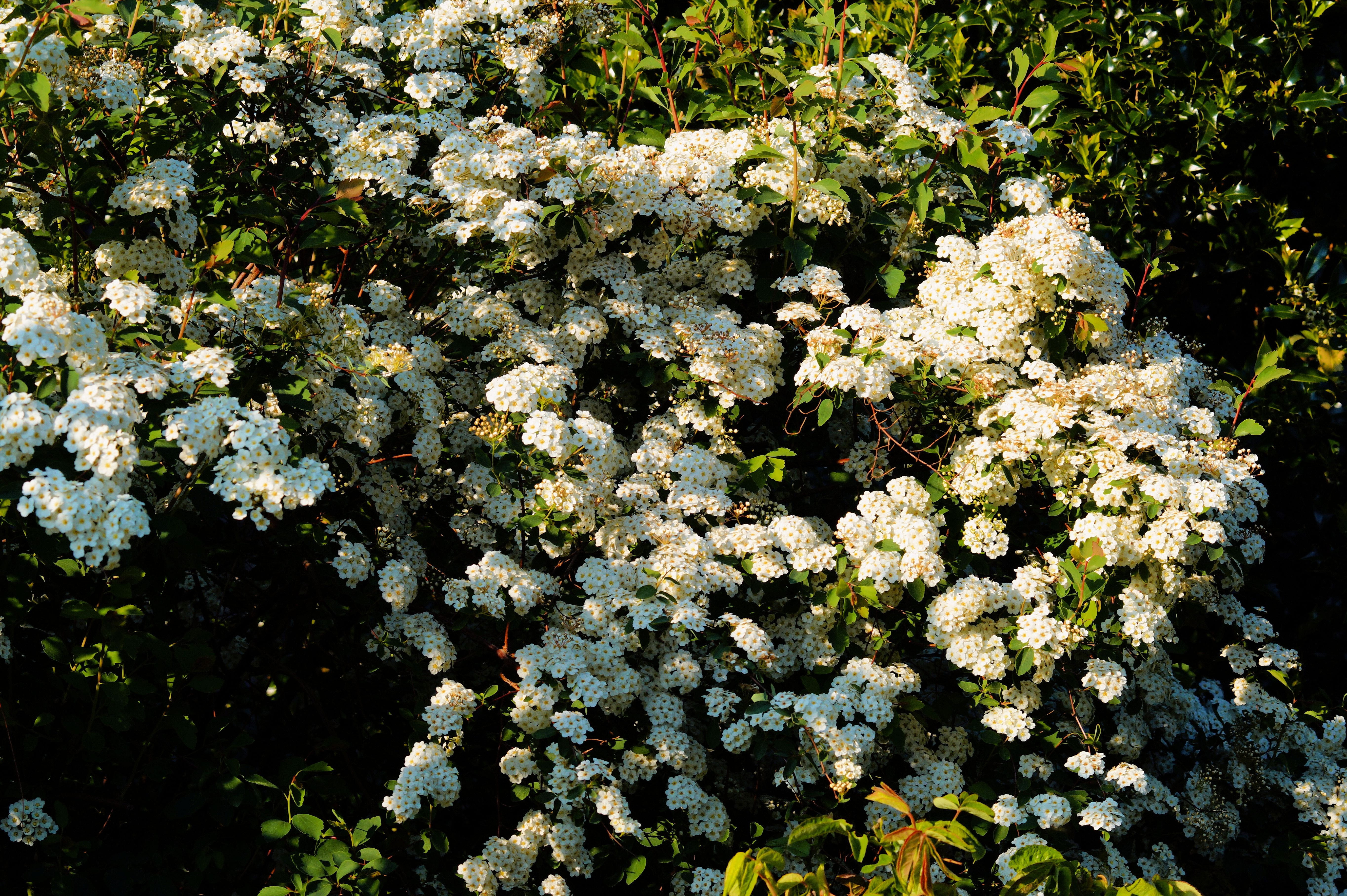 flowers, white, white flowers, spring, white splendour, frühlingsanfang
