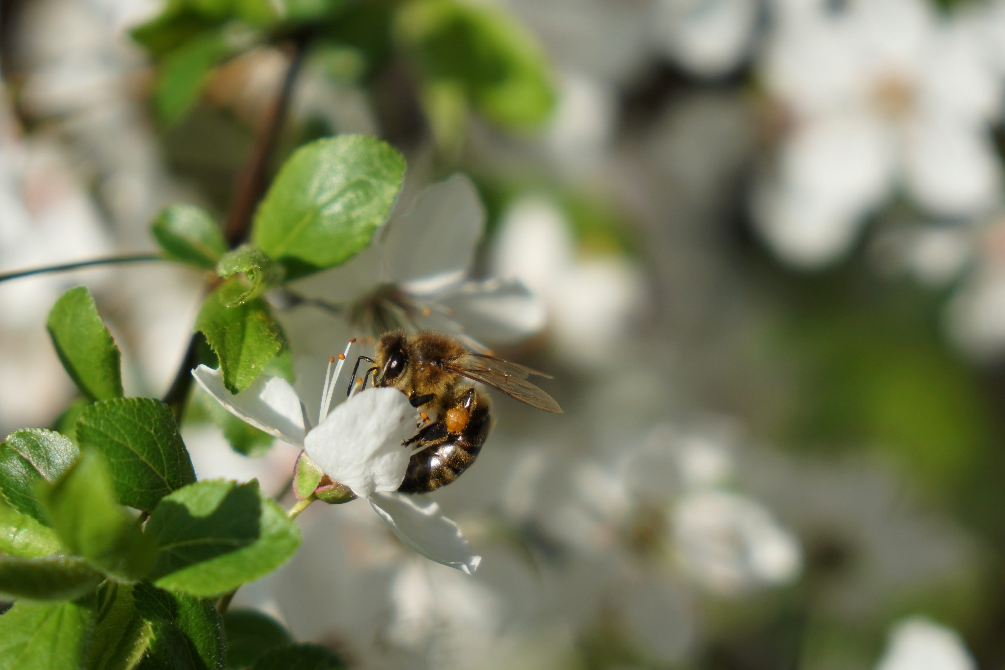Bee, Flower, Spring, Macro, Insects, green, priroda, pollen