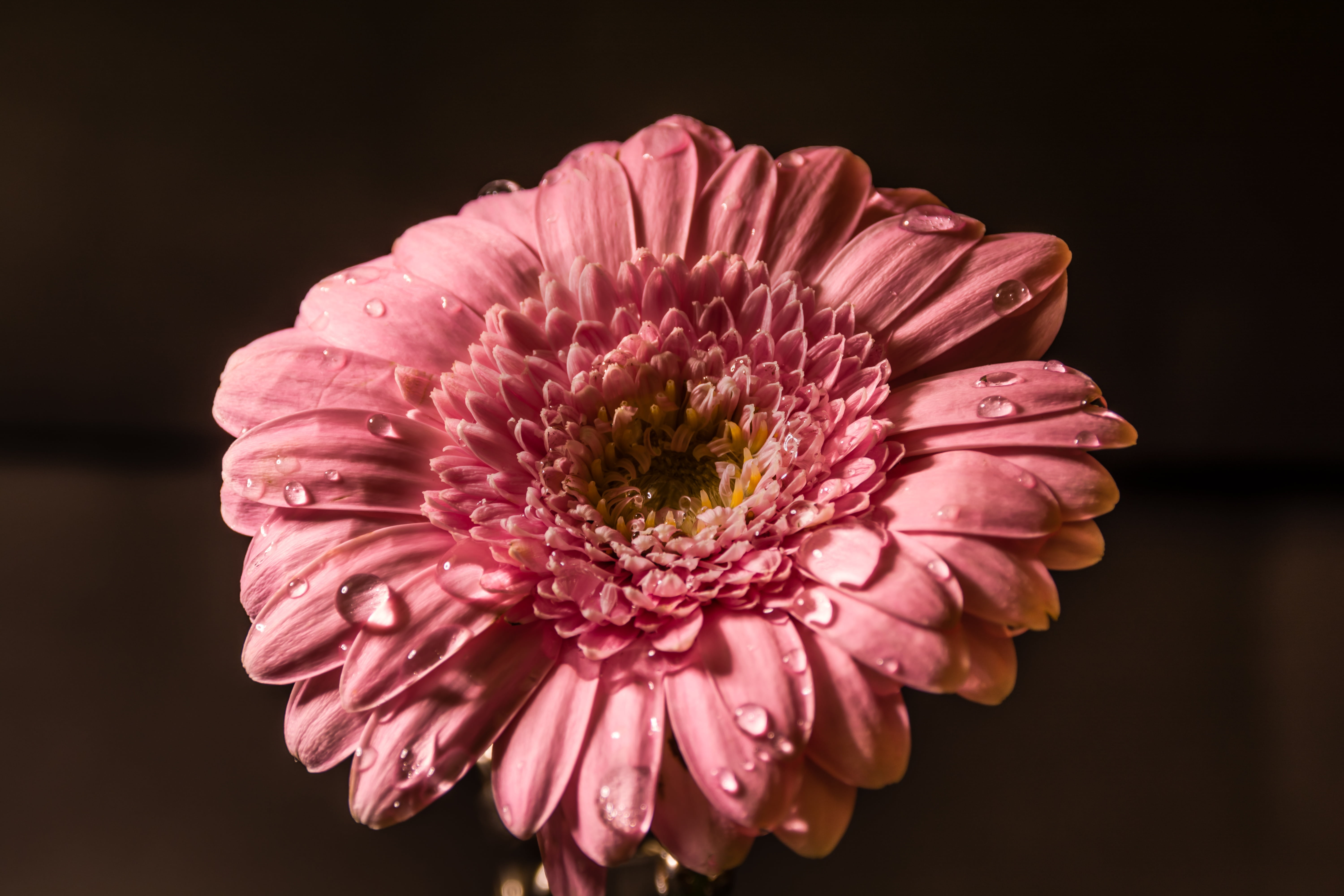 pink gerbera daisy flower in close up photography, water, drops
