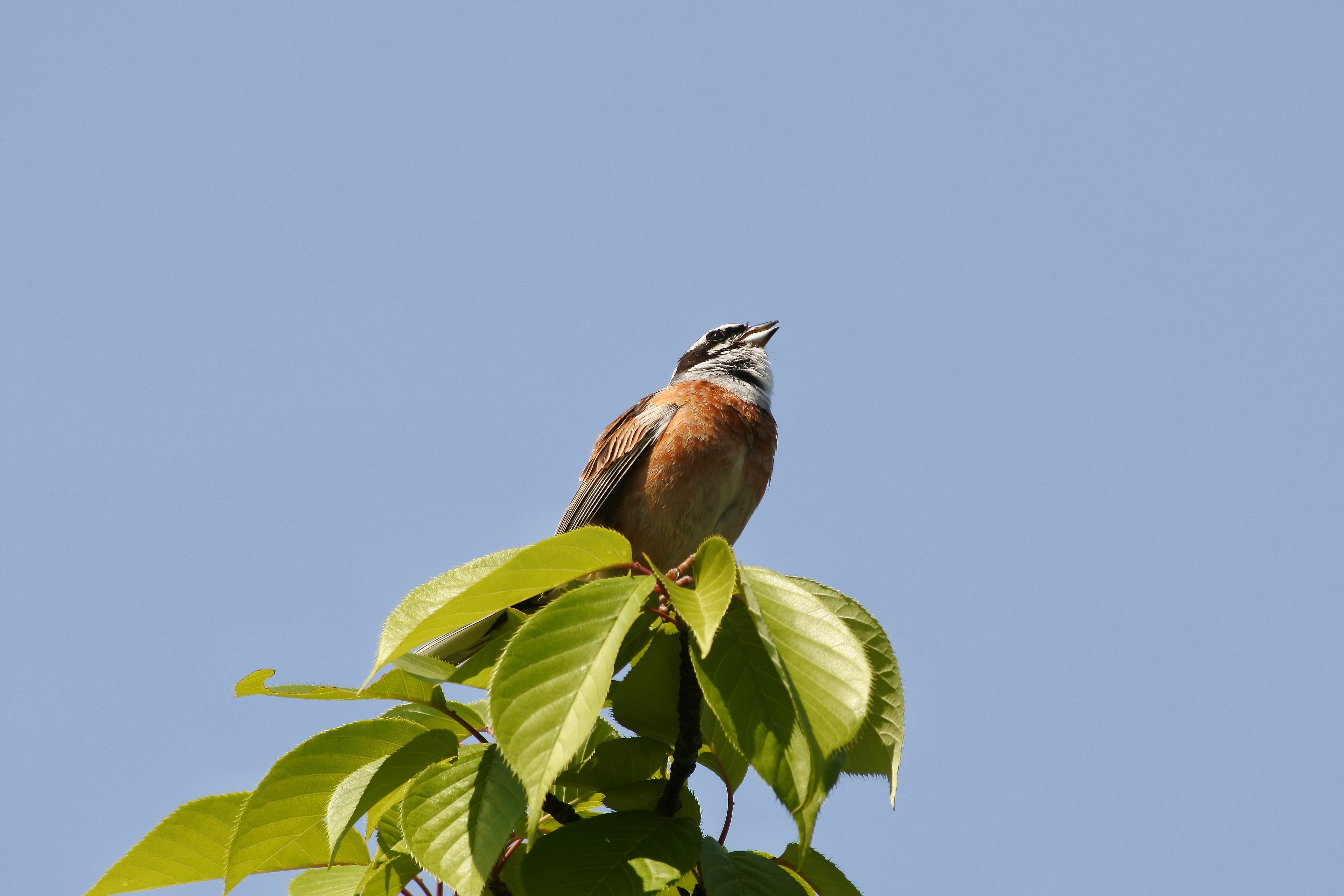 Free download | HD wallpaper: Animal, Plant, Wood, Wild Birds, little