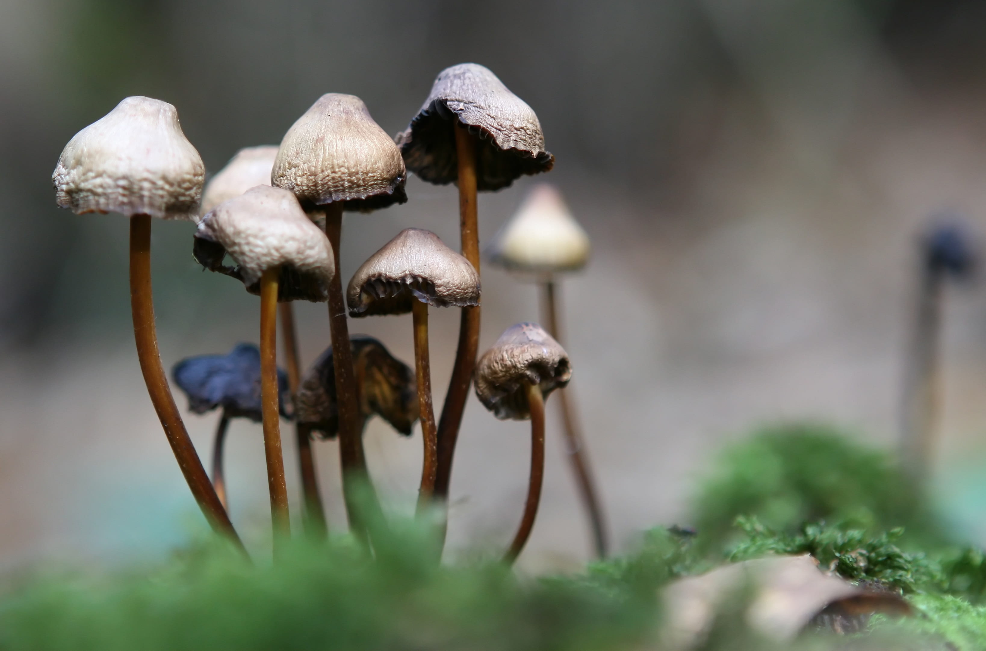 selective focus photography of mushrooms, alone, autumn, background