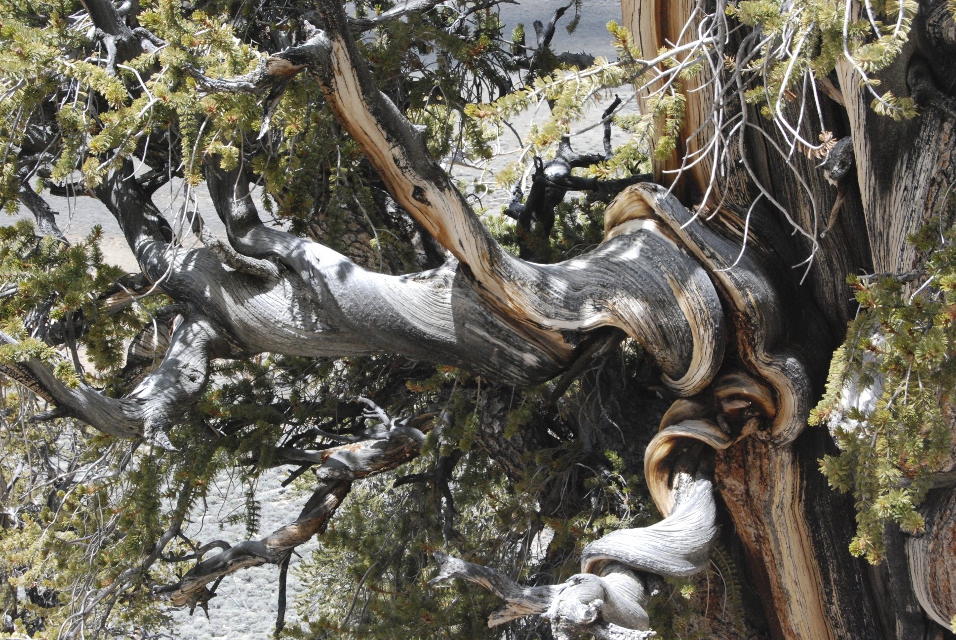 bristlecone pine, sierras, mountains, tree, nature, old, oldest