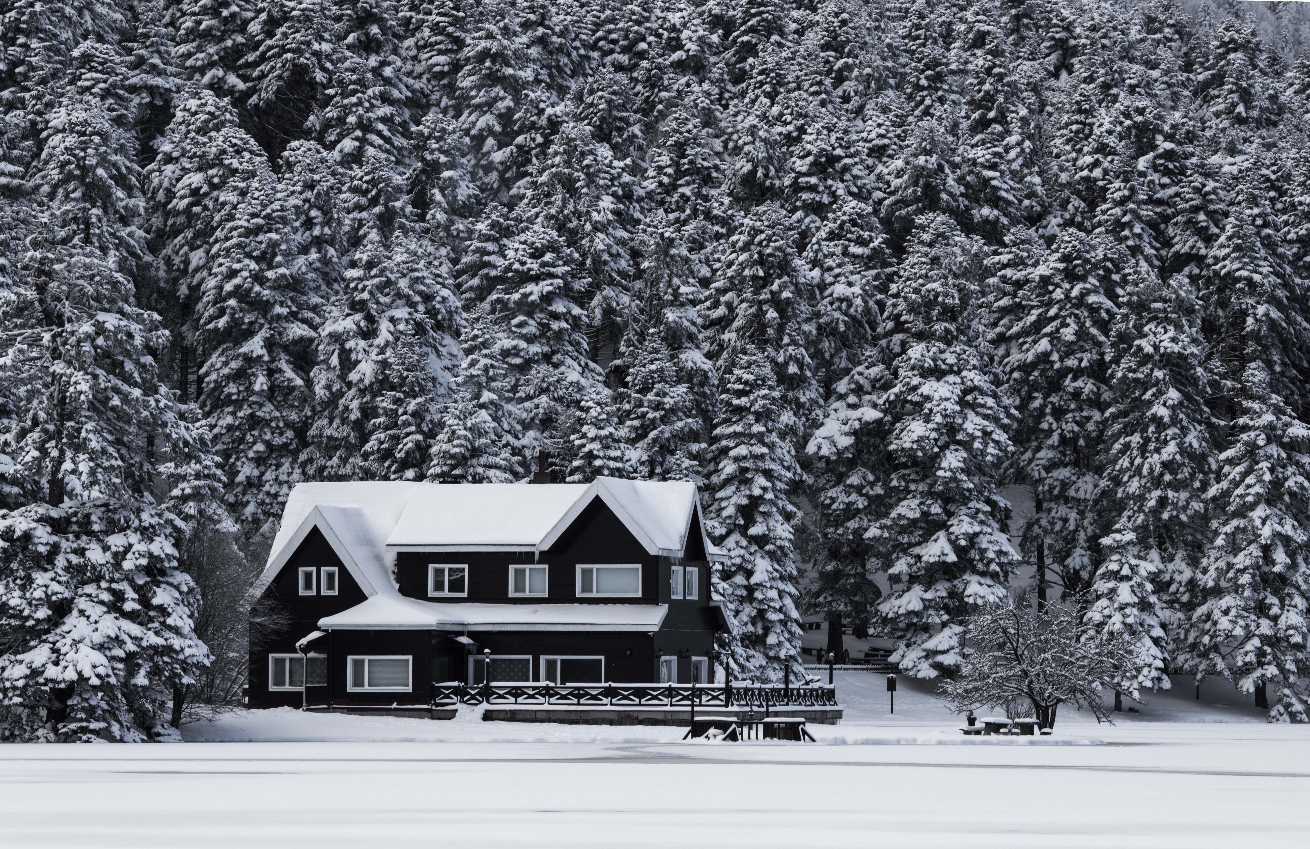 alone, calmness, cold, cool, forest, frost, frozen, home, house