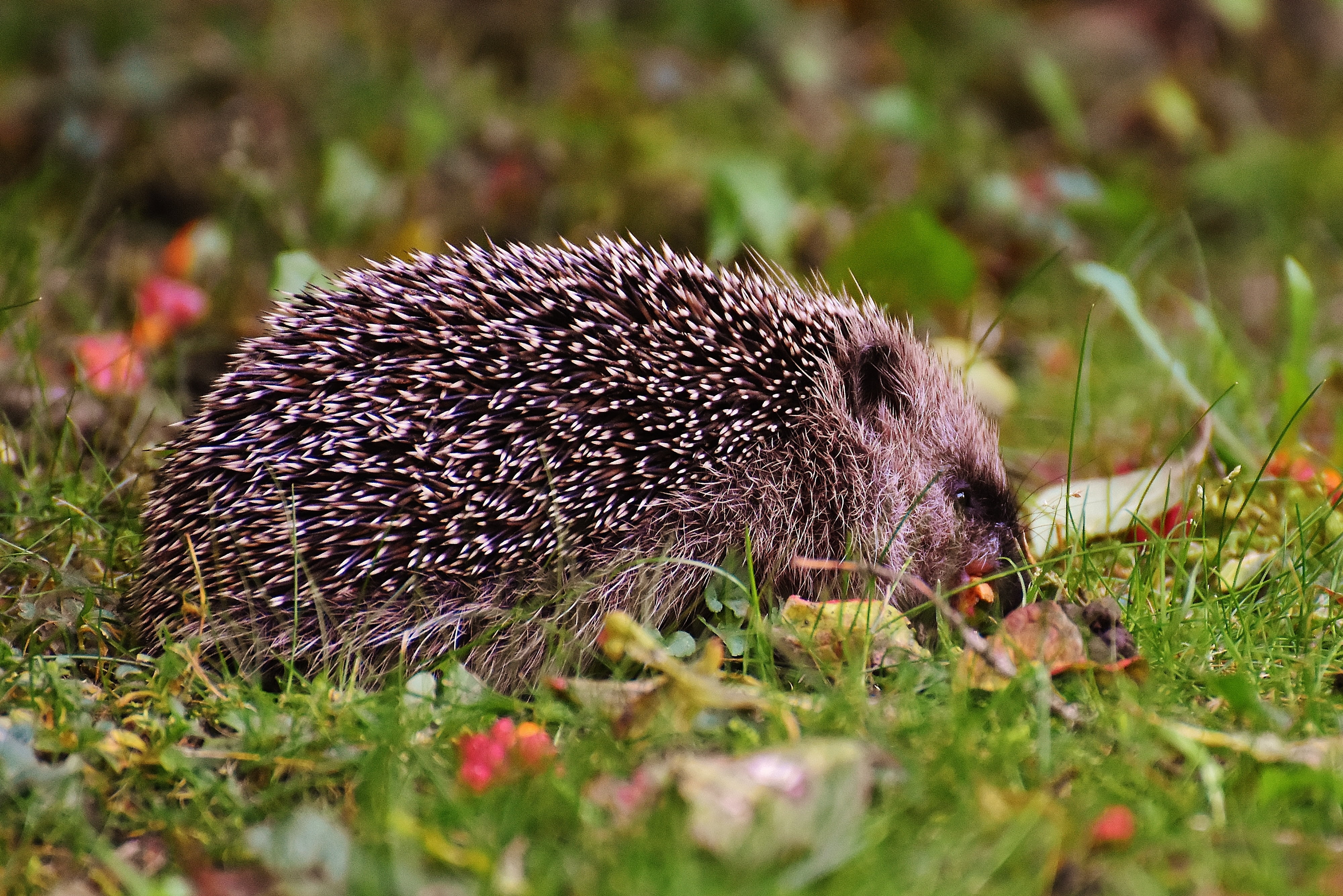 hedgehog child, young hedgehog, animal, spur, nature, garden