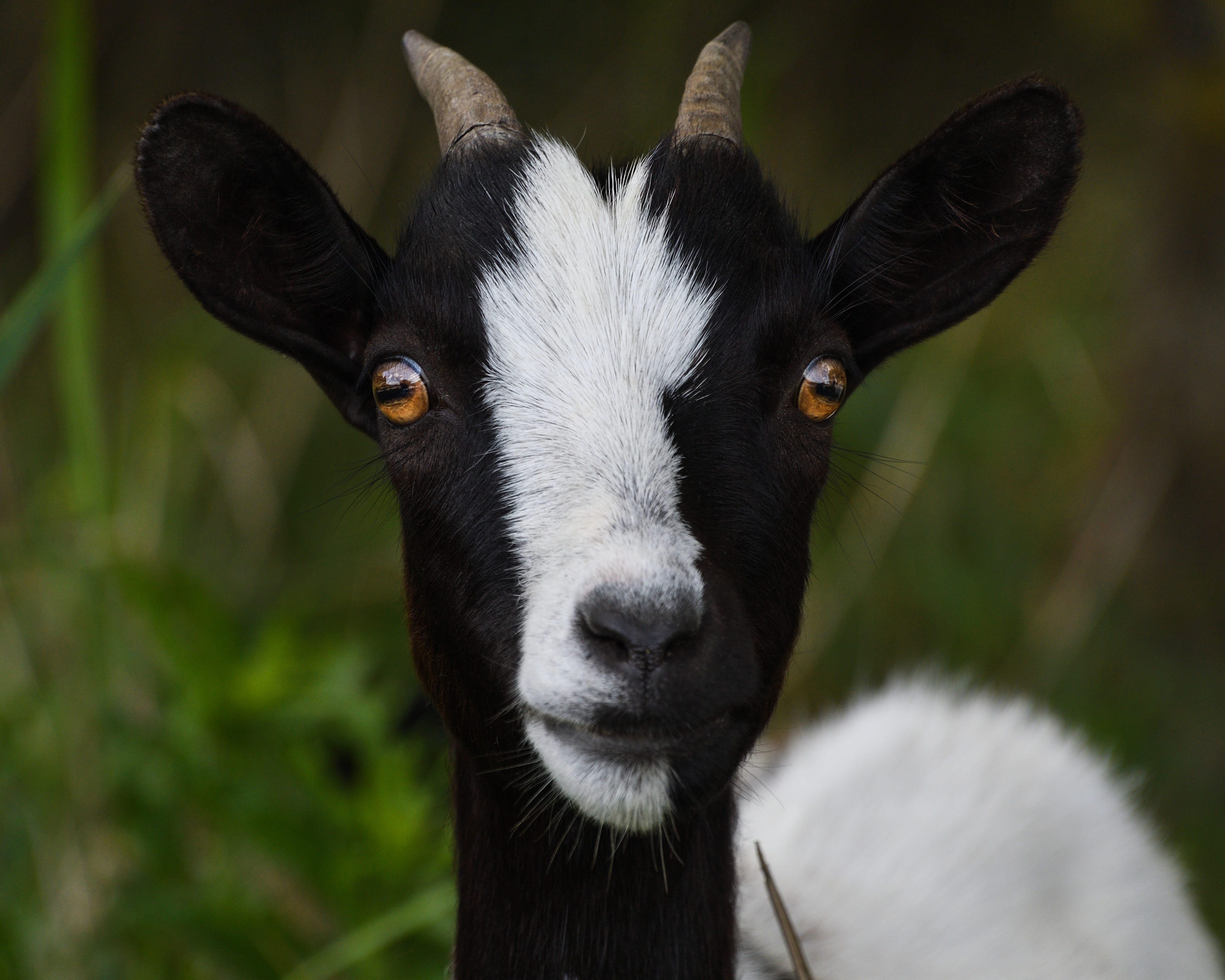 black and white goat, Look, Portrait, Head, animal, nature, mammal
