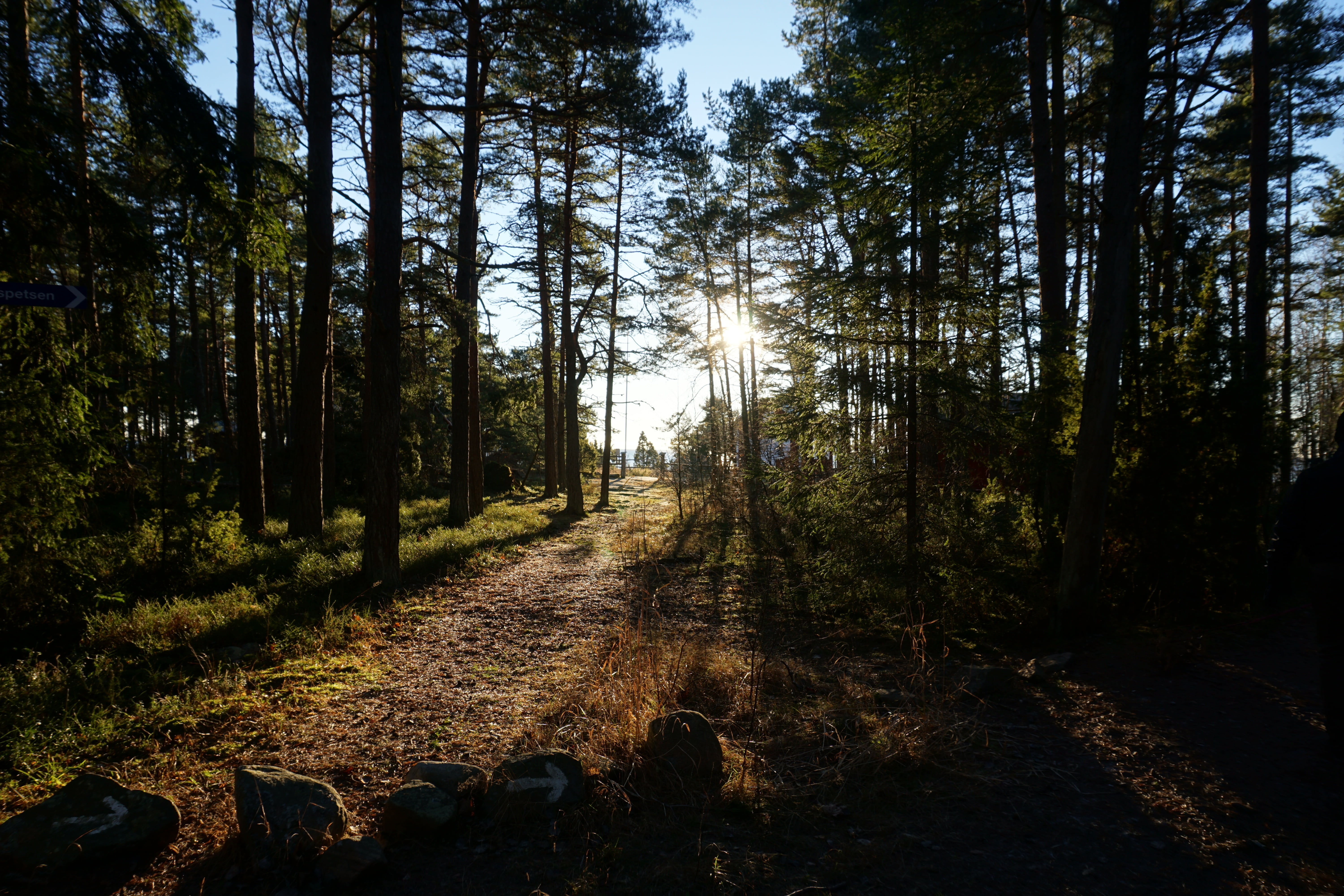 forest, tree, environmental, nature, light, solar, coniferous forest