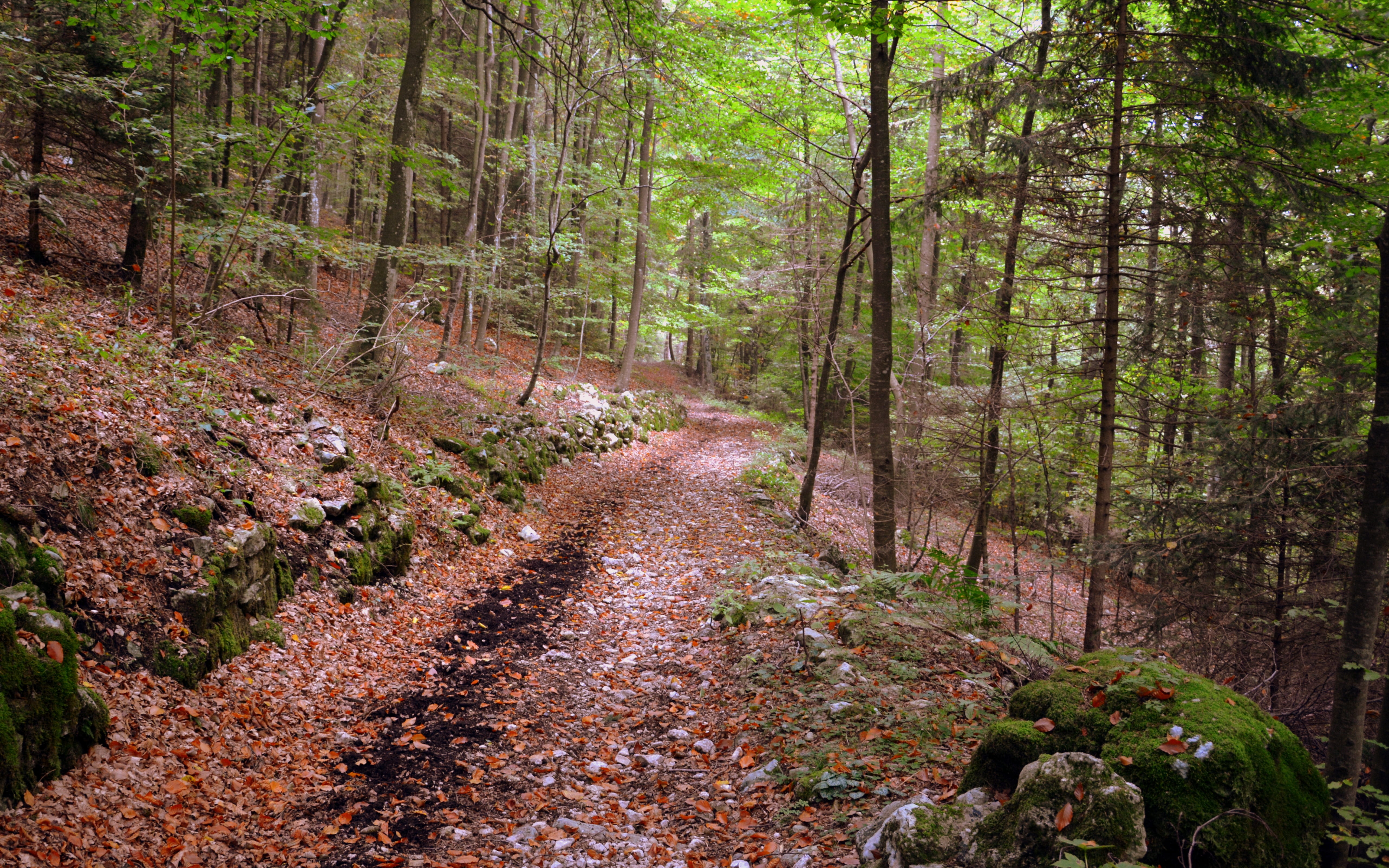 trail, forest, excursion, tree, autumn, the european path, e5