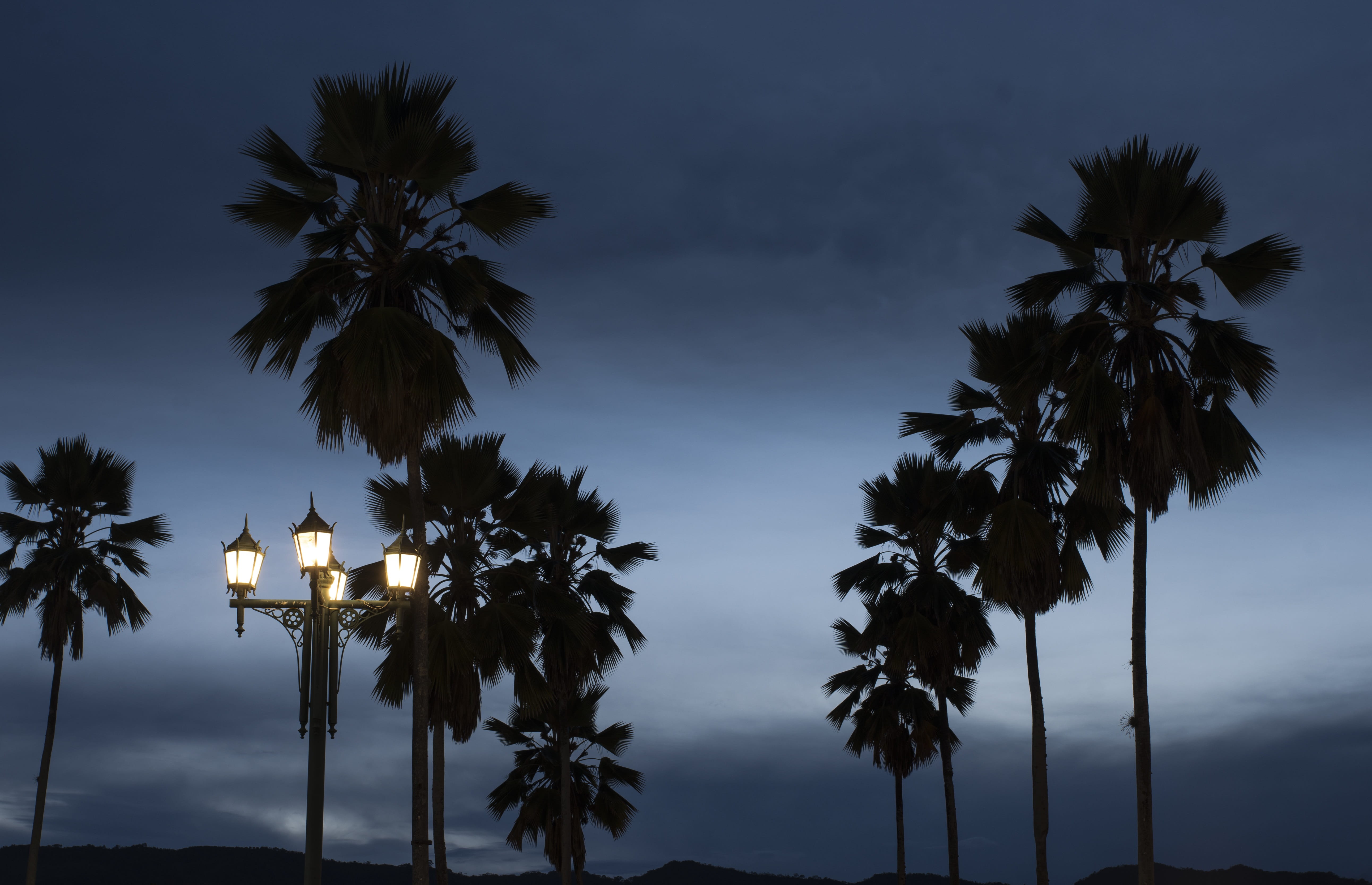 Camera, Noch, Tree, Nature, noch e, sky, trees, clouds, palms