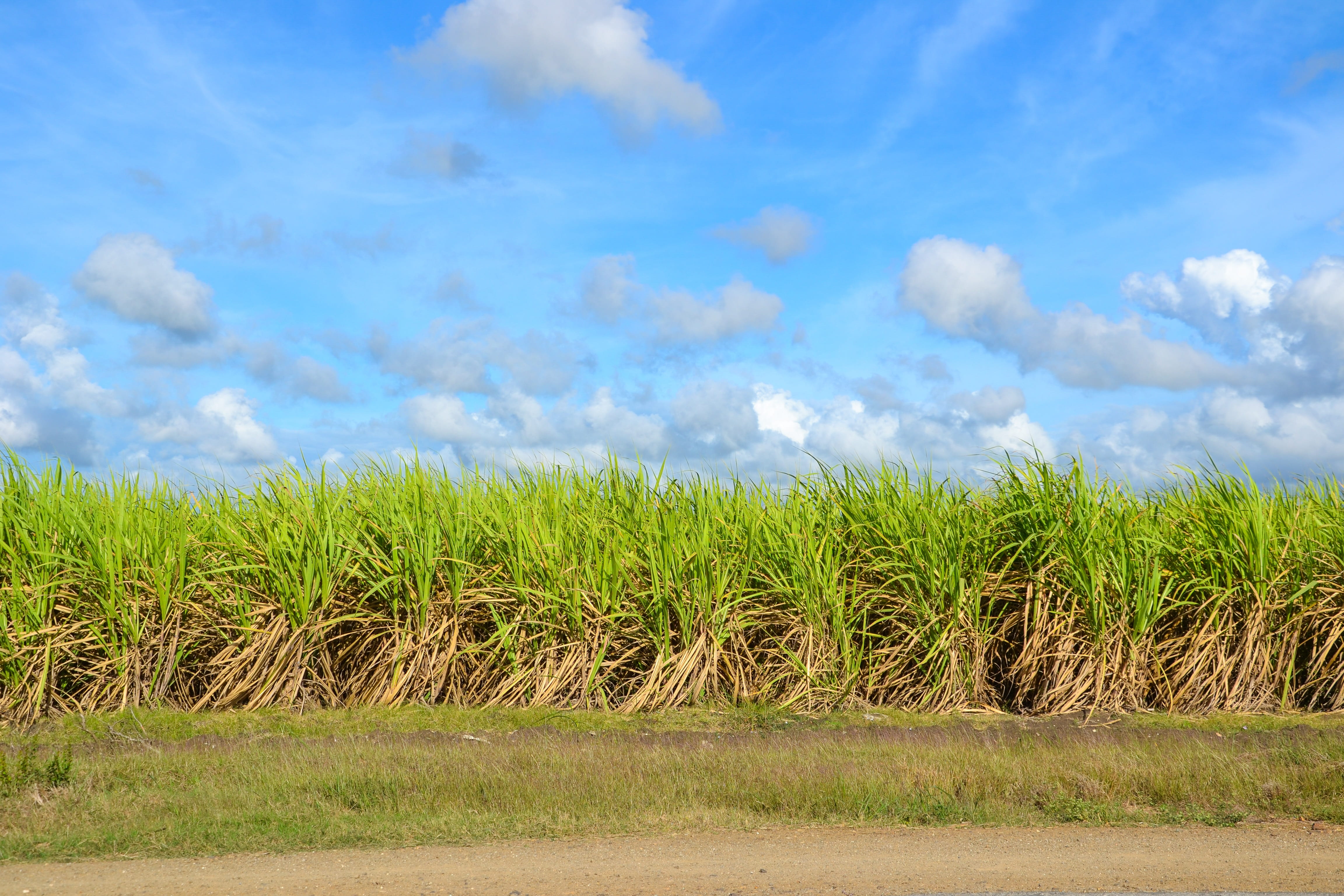 person shows green leafed plants during daytime, Sugar Cane, Field