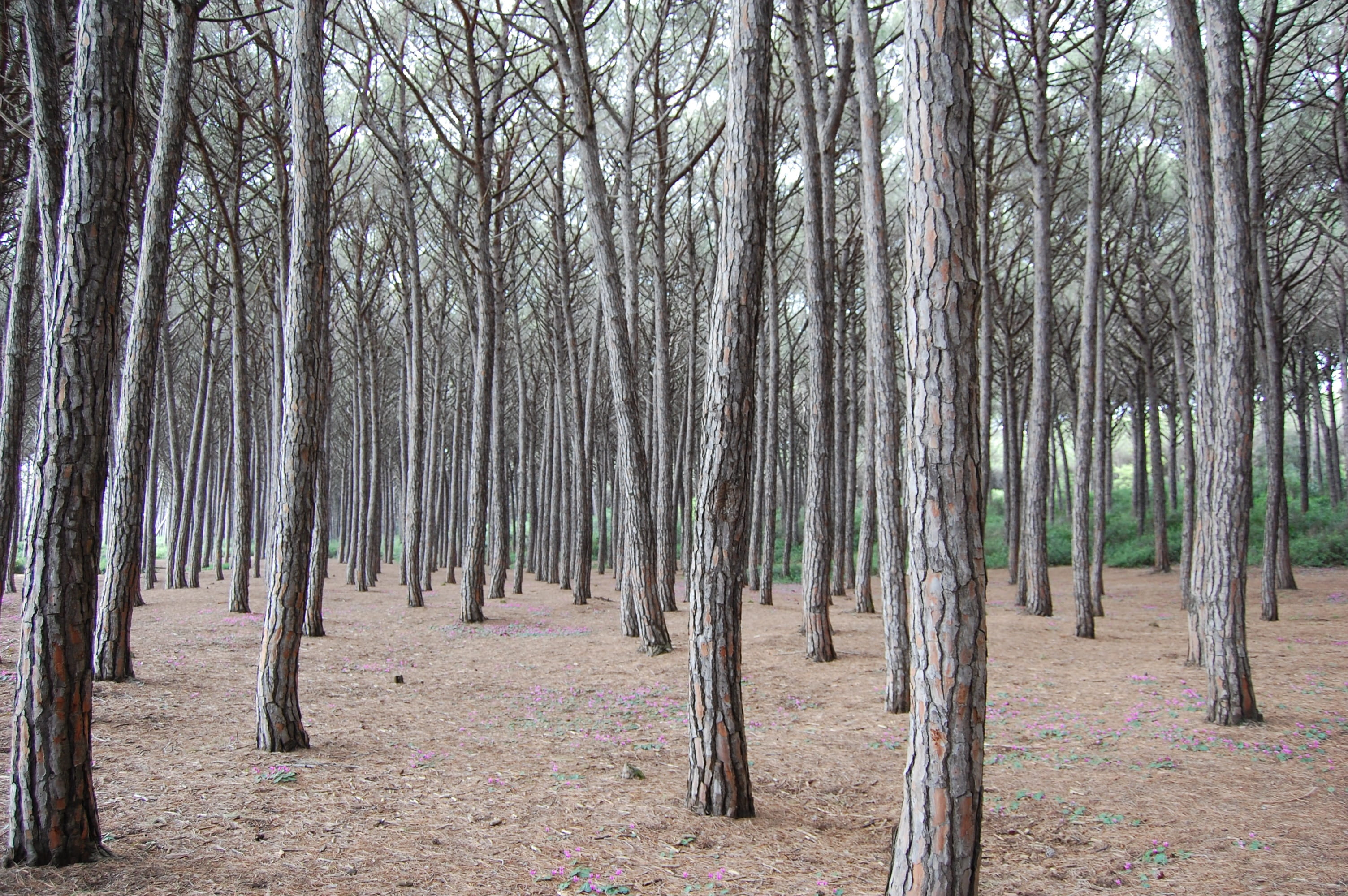 forest, nature, trees, land, plant, tree trunk, tranquility