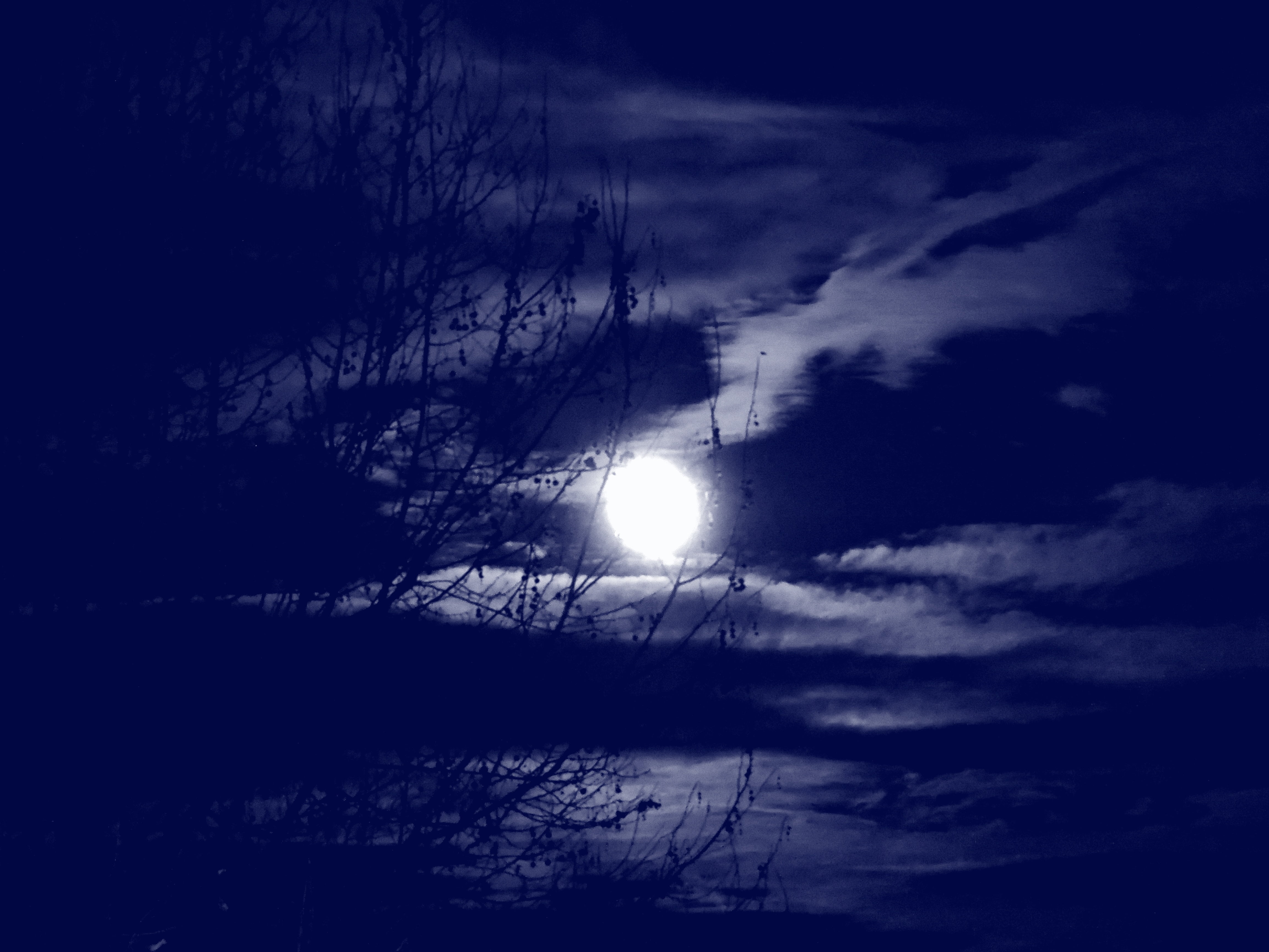 full moon, clouds, branches, tree, night, sky, flare, blue