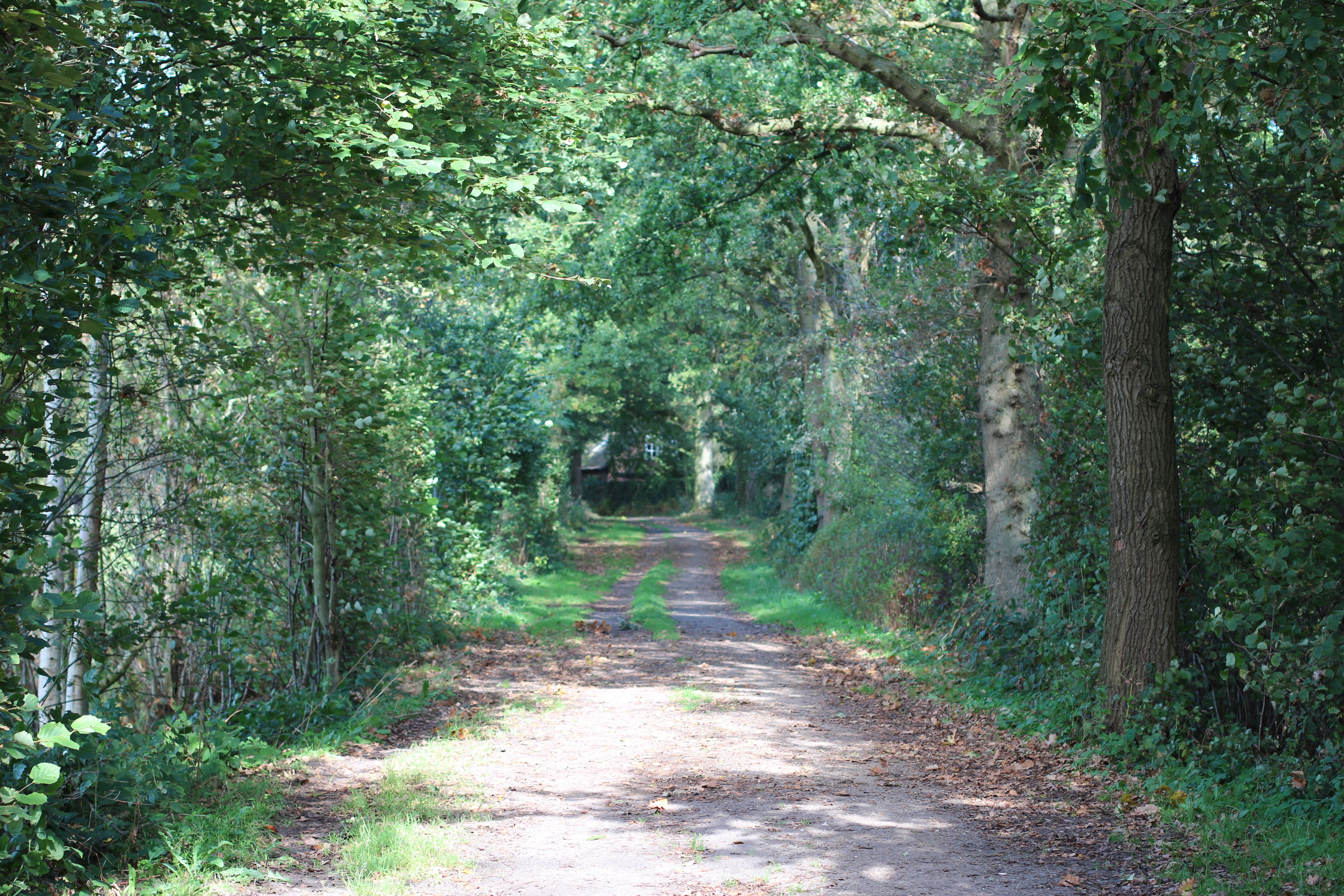forest path, away, landscape, mood, tree, plant, direction
