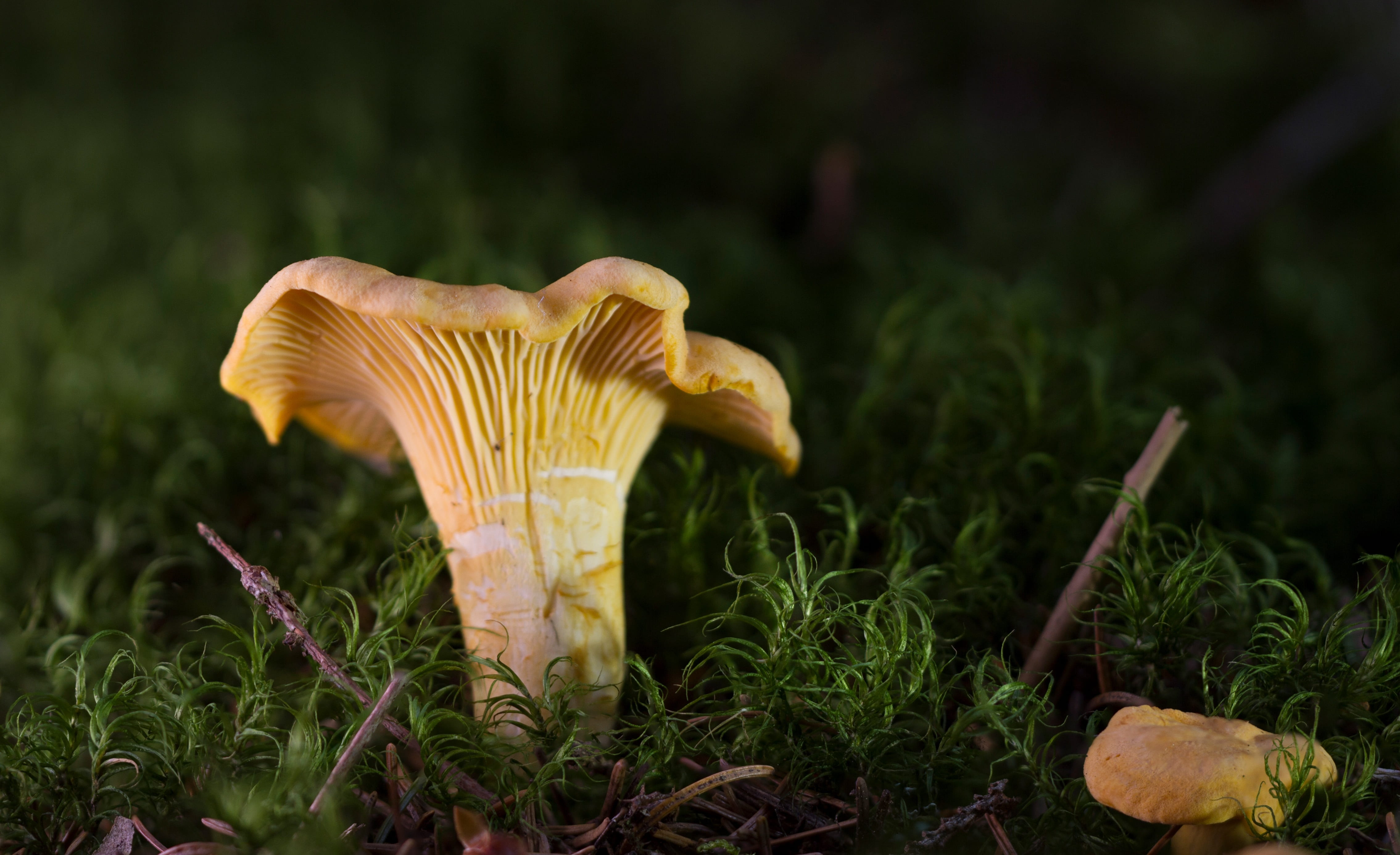 close-up photo of beige mushroom on grass field, chanterelle