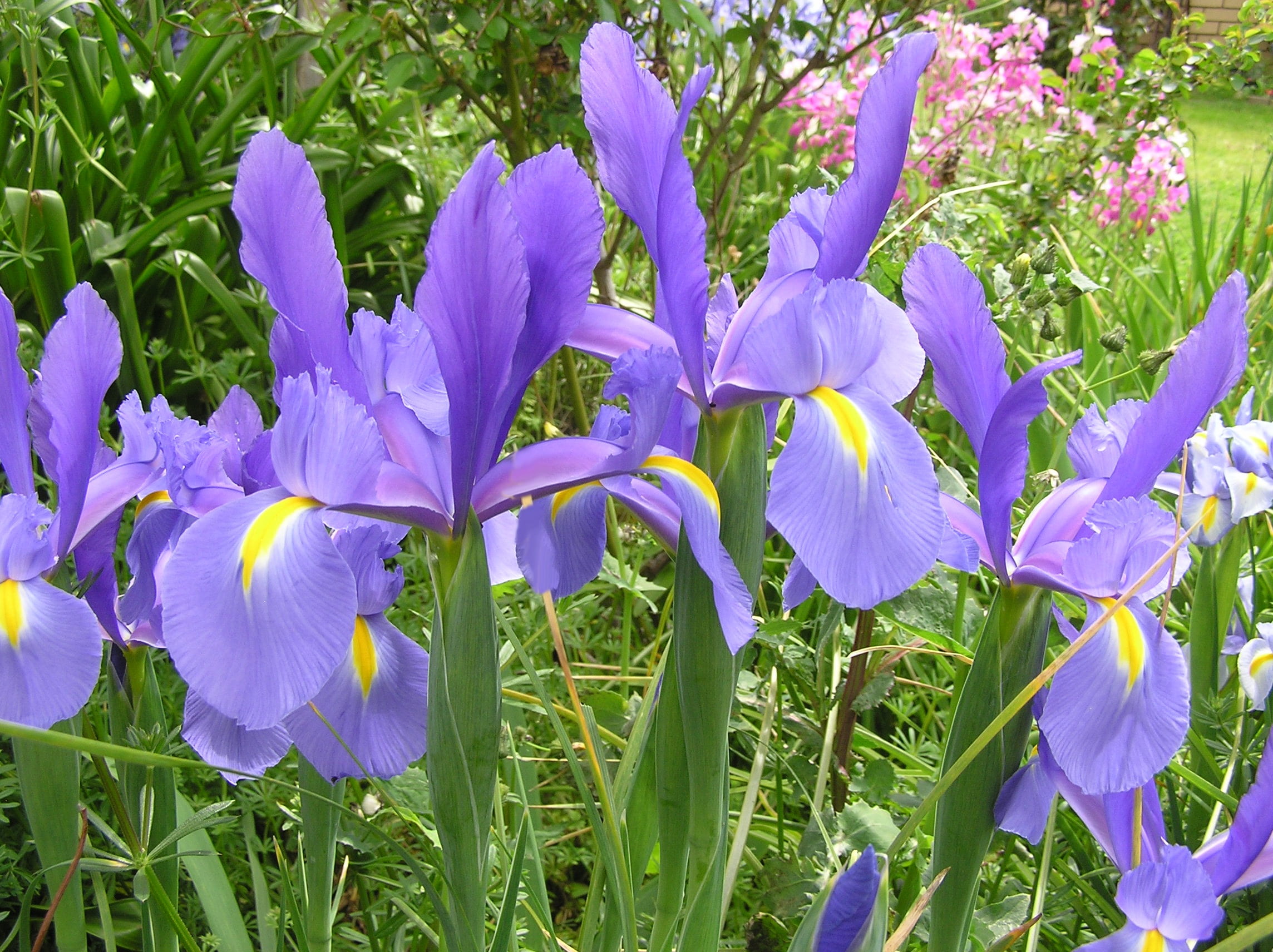 iris, dutch, foliage, bloom, flowering plant, freshness, beauty in nature