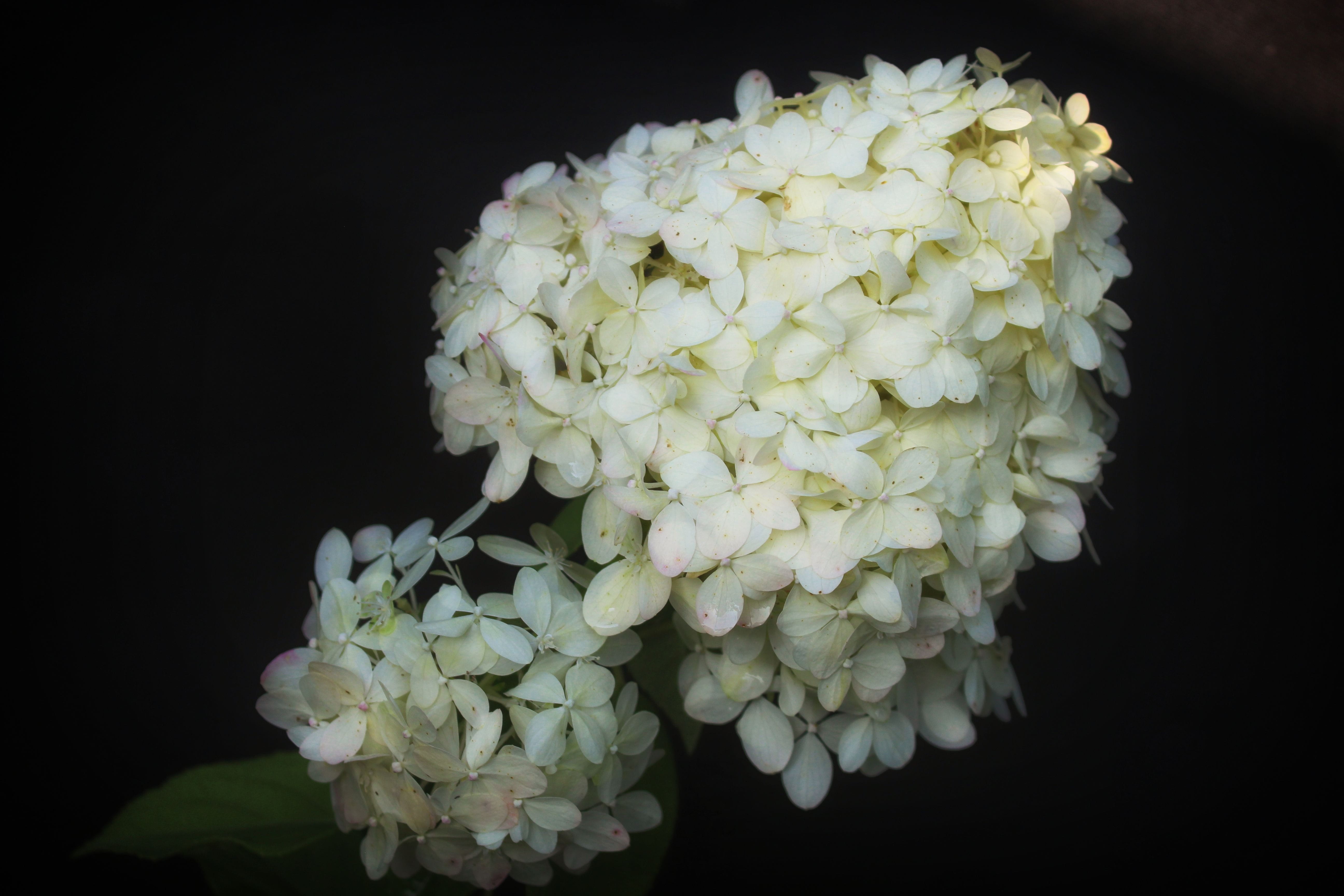 hydrangea, flower, hydrangeas, black background, close-up, vulnerability