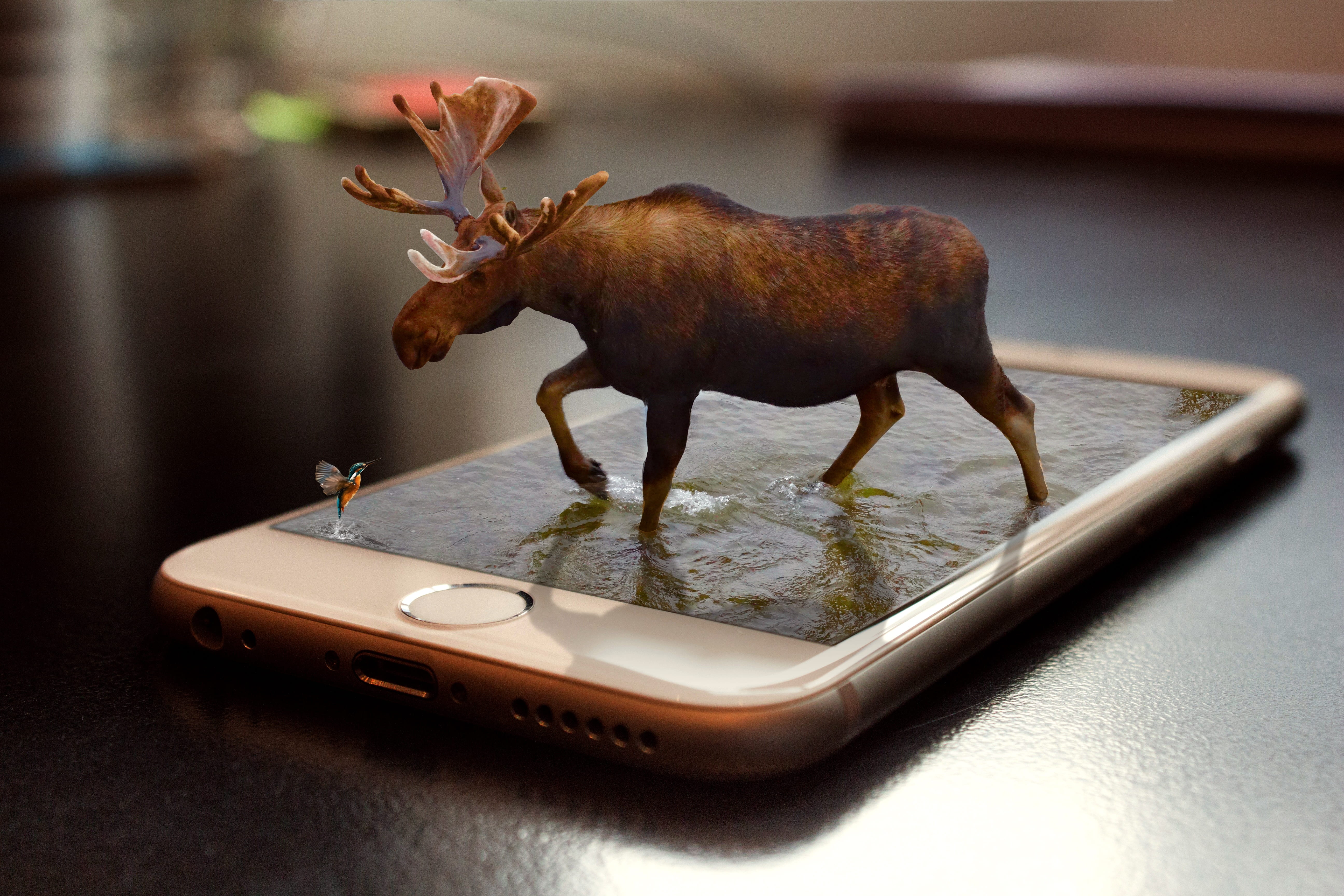 silver iPhone 6, moose, retouch, 3d, remix, water, smart phone
