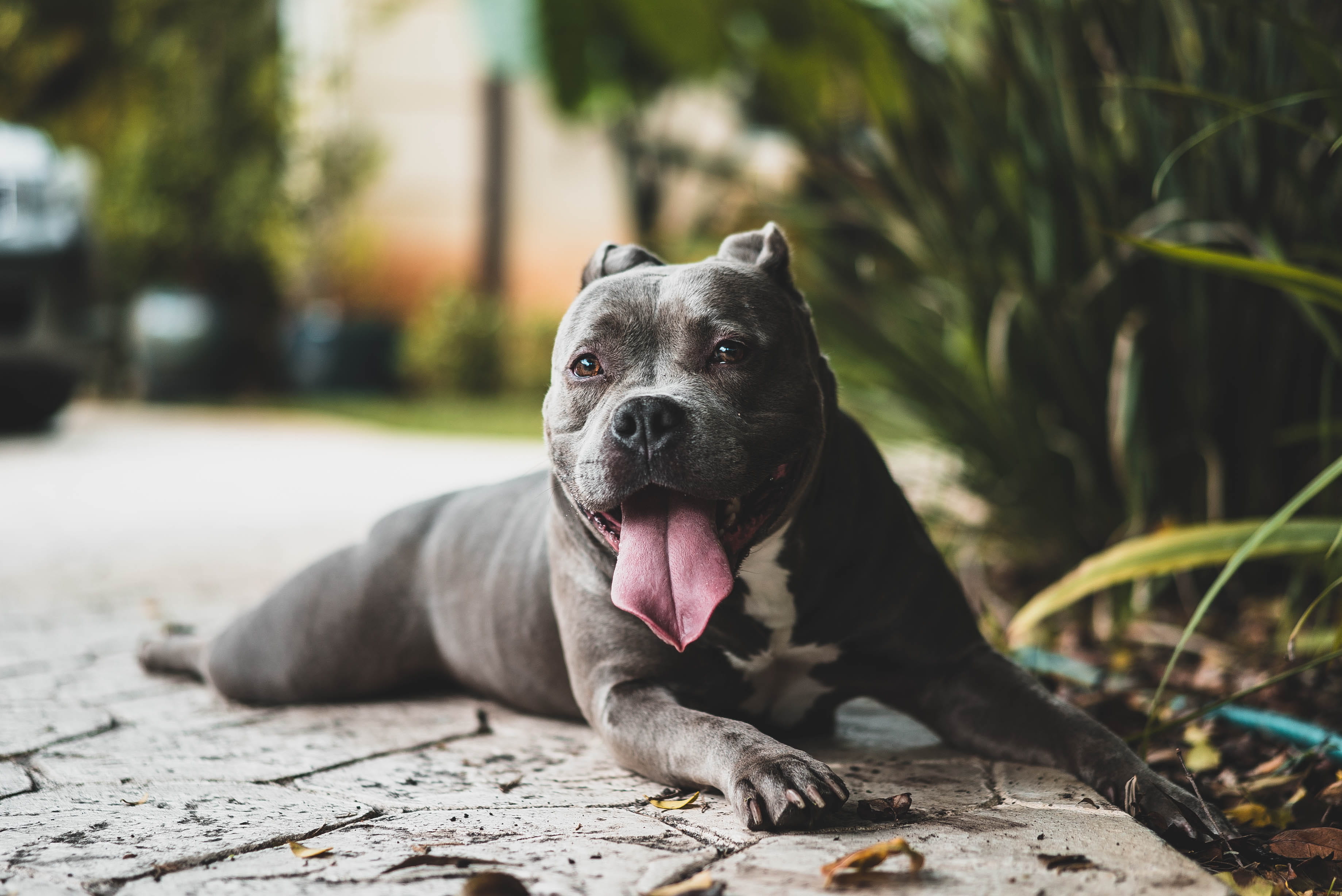 short-coated gray dog near green leafed plants, adult black pitbull laying on floor
