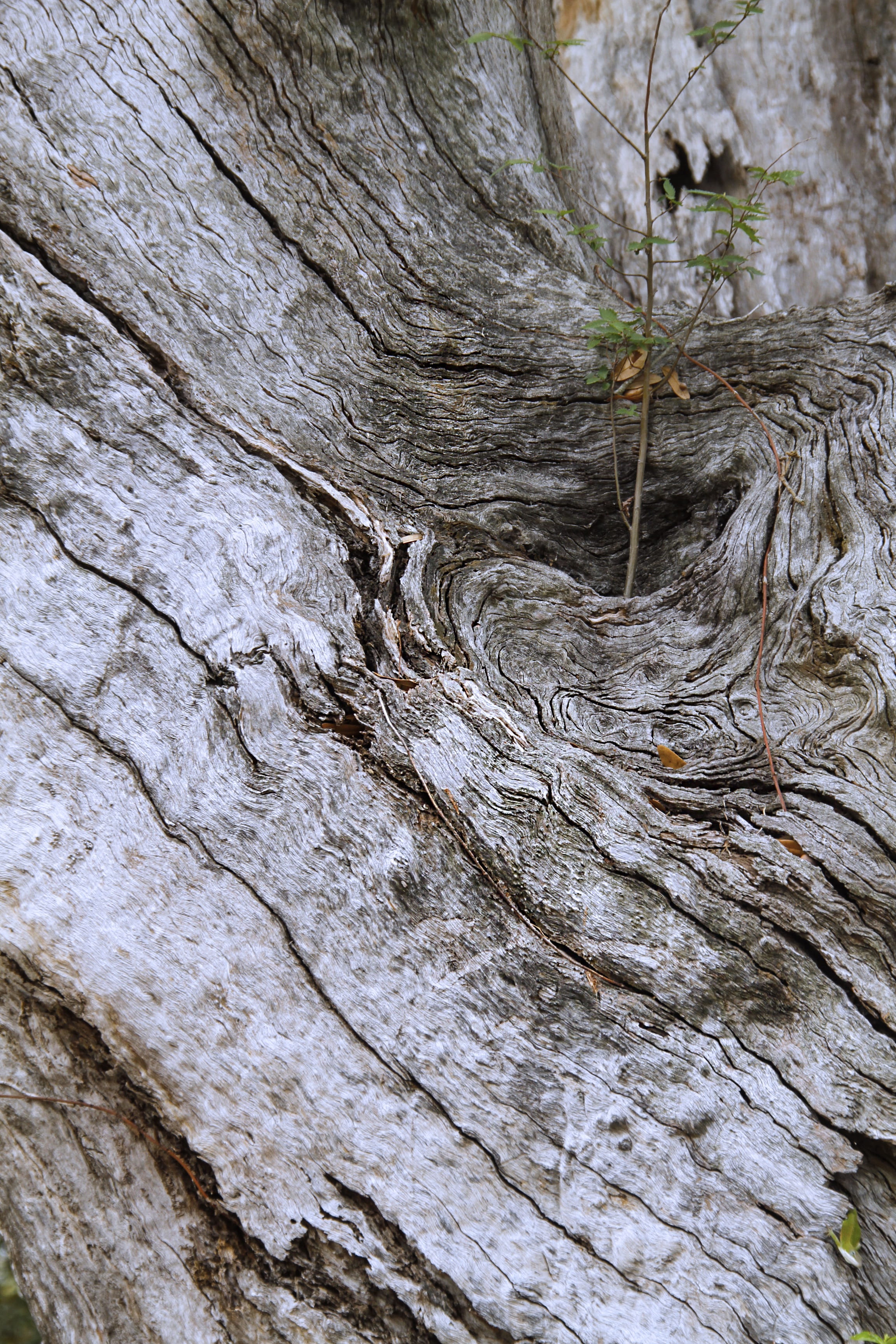 Tree, Bark, Rough, Diagonal, Pattern, diagonal pattern, texture