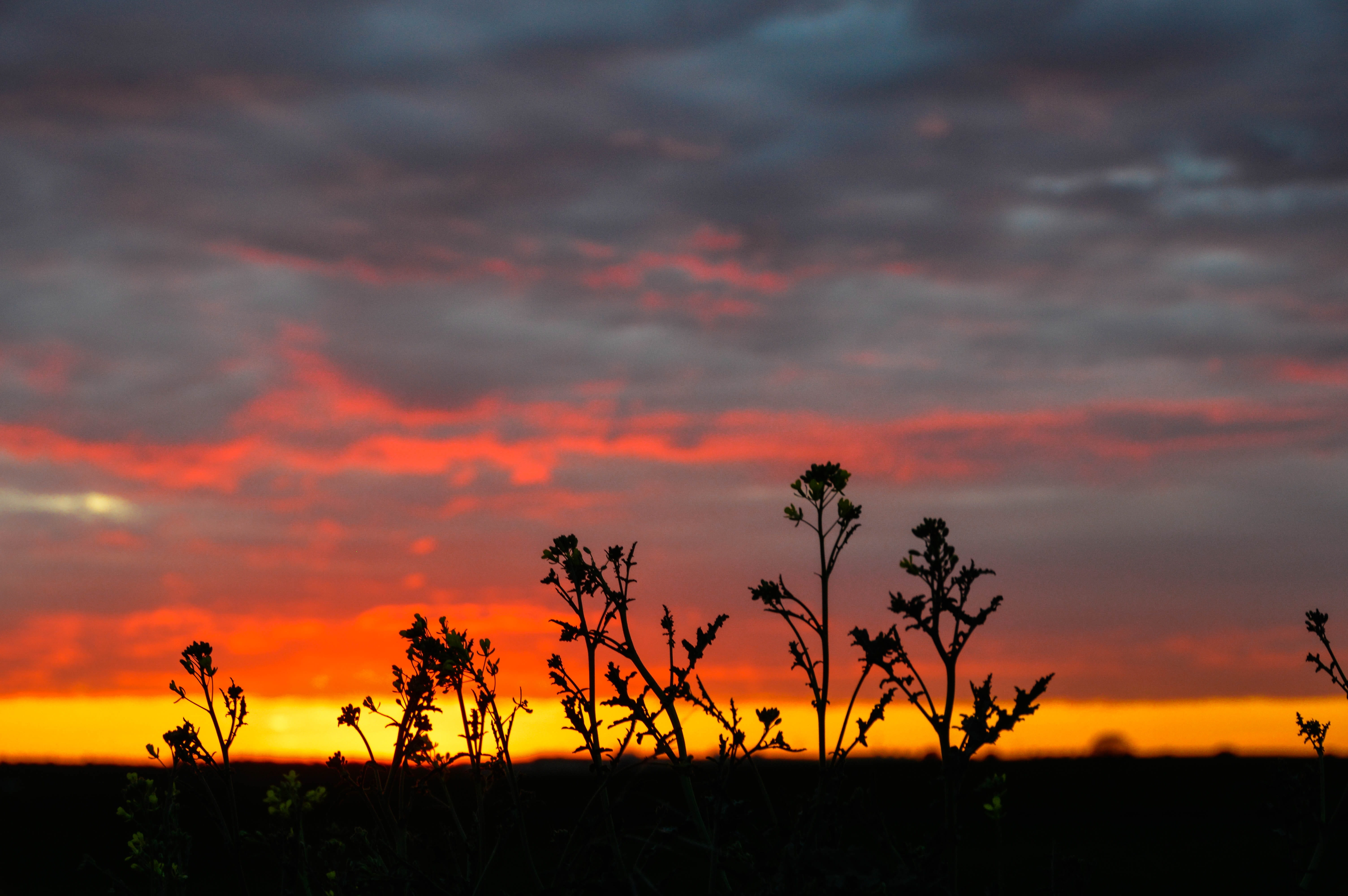 Colors, Sunset, Clouds, sky, dramatic sky, nature, silhouette