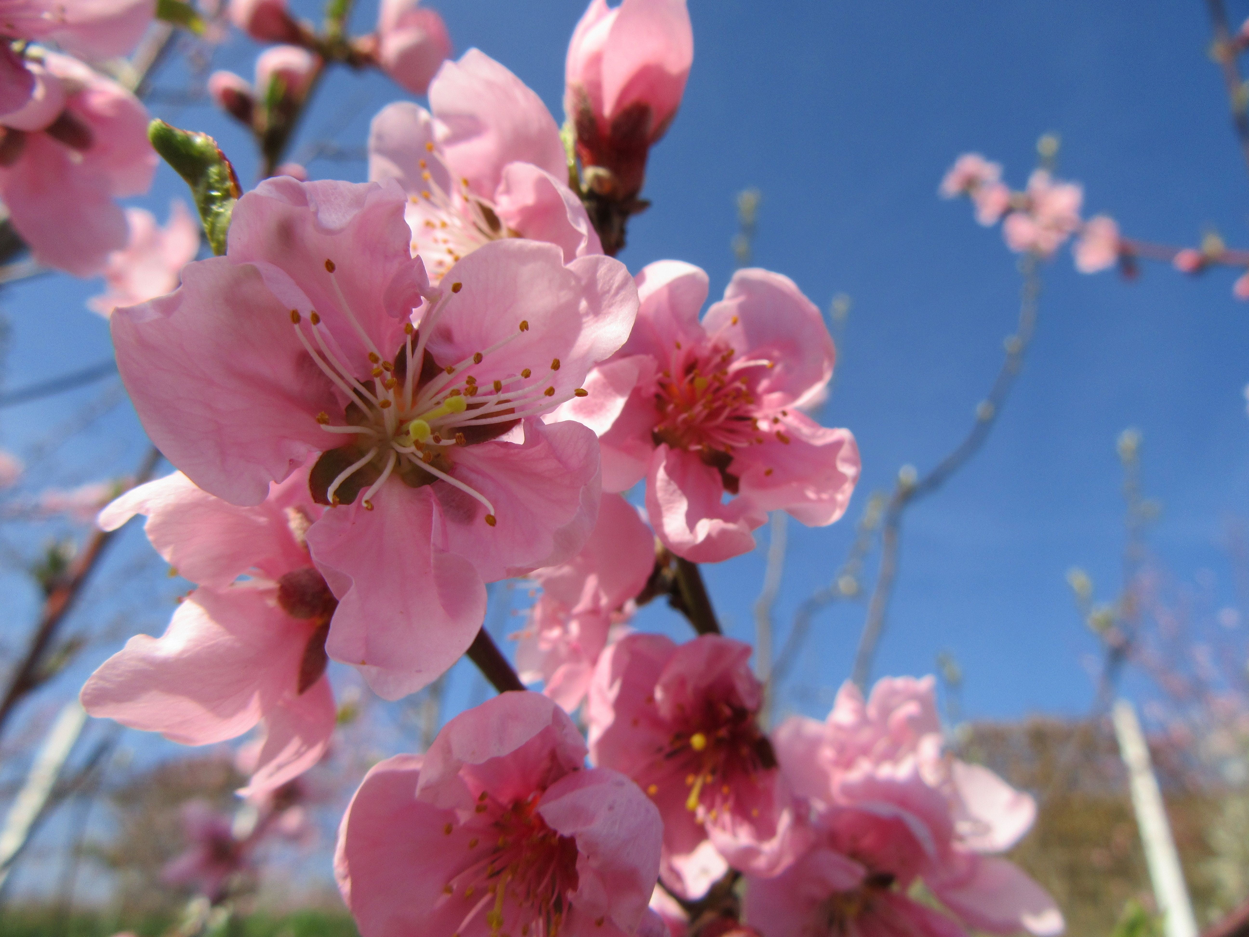 spring, flower, tree, branch, blossom, pink, tree branches