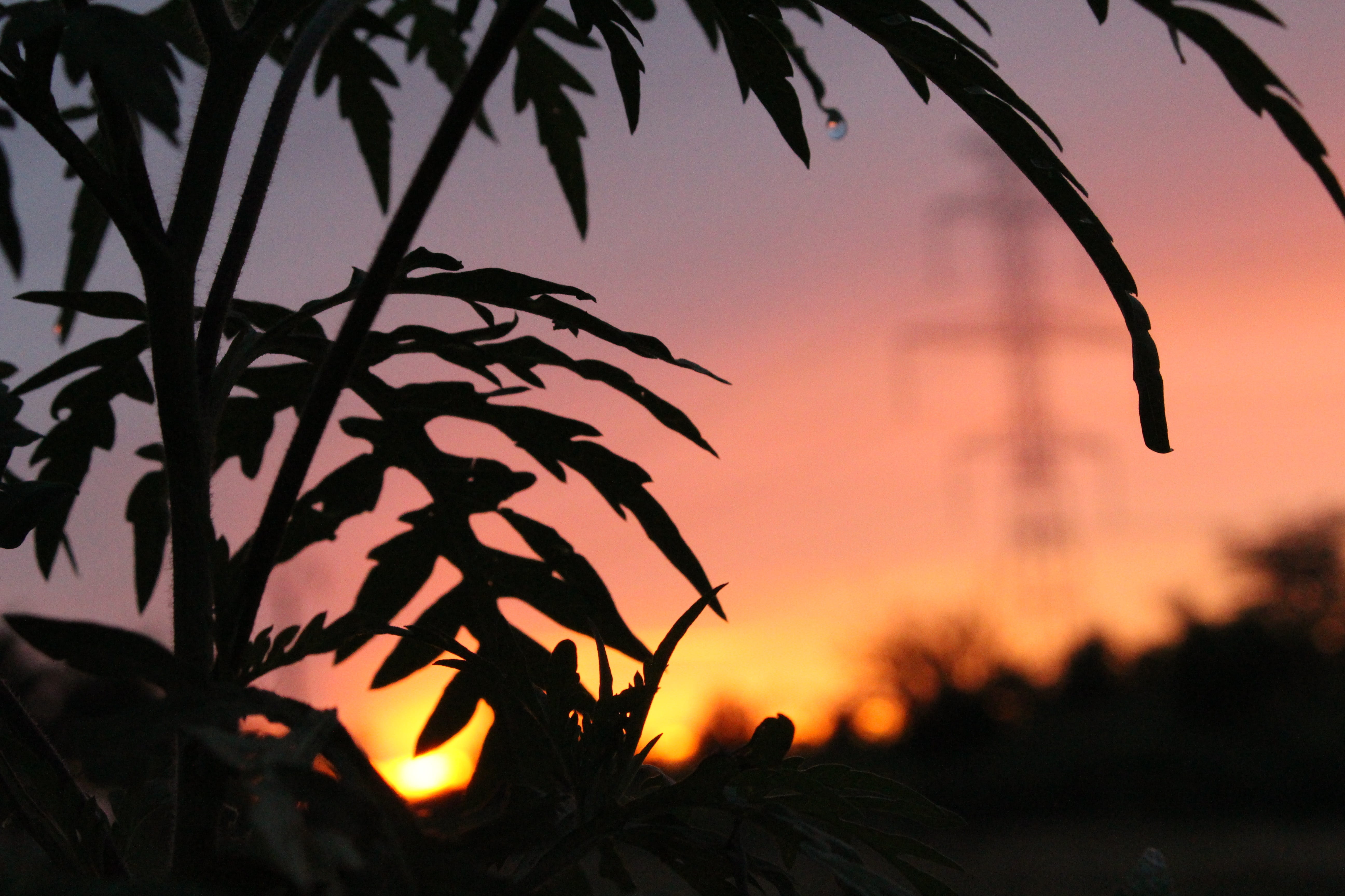 plan, focus, peace, summer, silhouette, sunset, tree, leaf