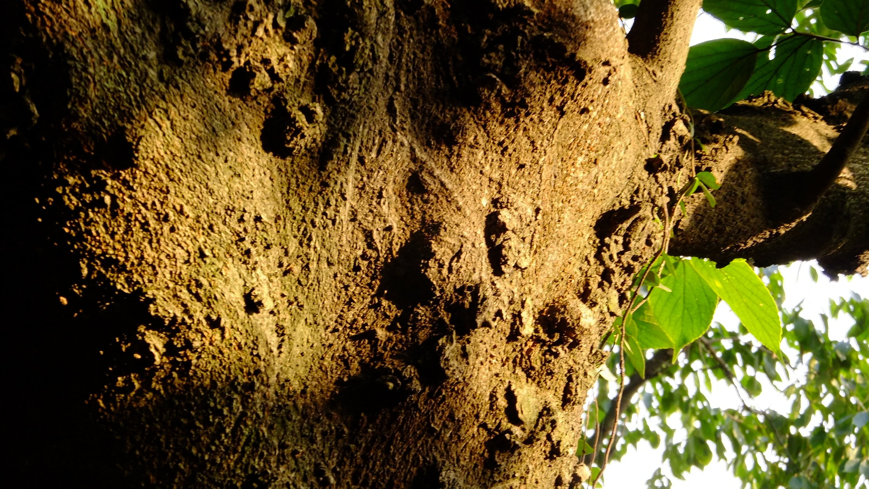 tree, shadow, branch, light and shadow, bark, trunk, tree trunk