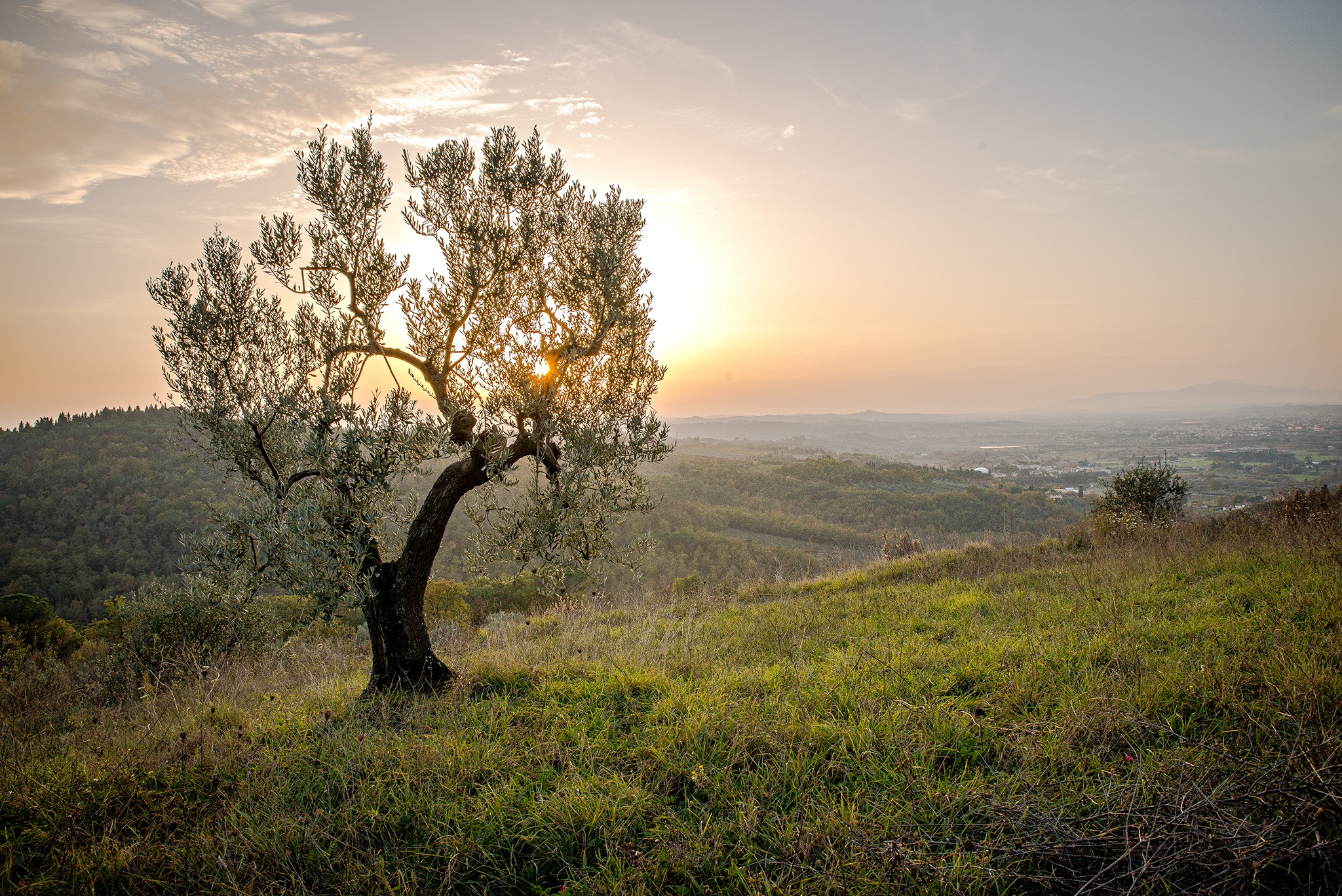 green leafed tree on green mountain, landscape, sunset, naturaorizzontale