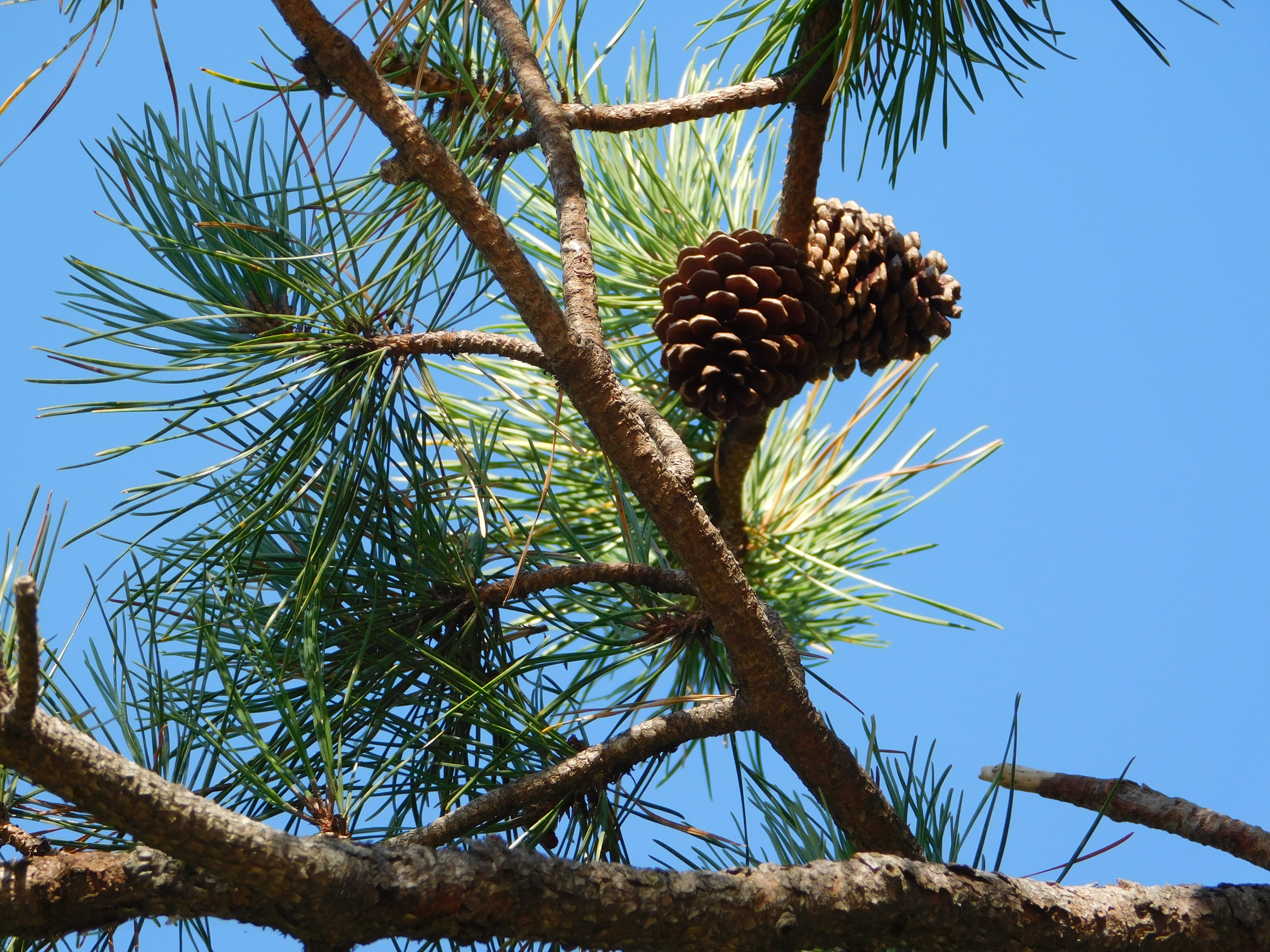 pine, trees, us, pine trees, nature, plant, growth, low angle view