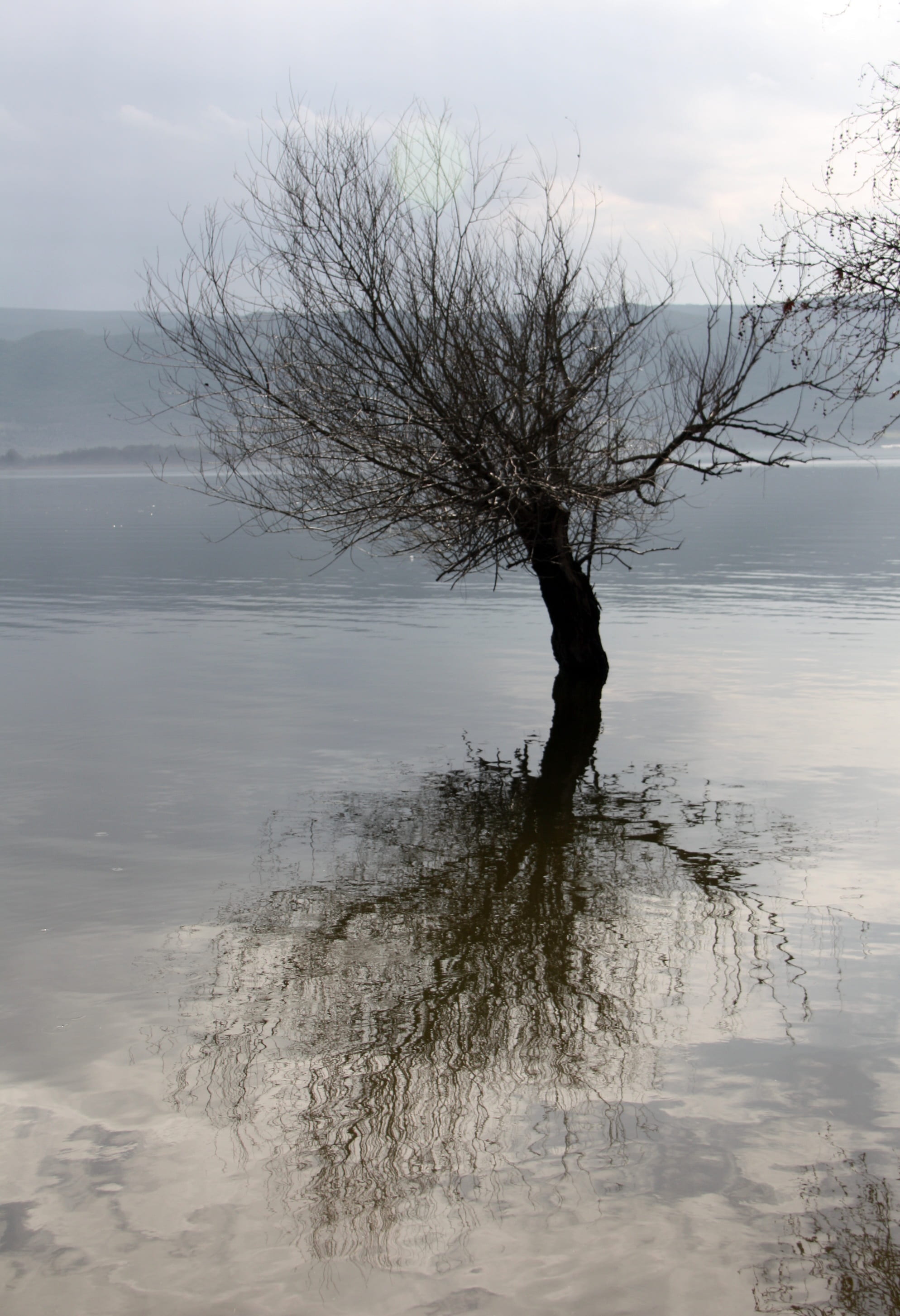 lake, tree, reflection, blue, cloud, nature, water, tranquility