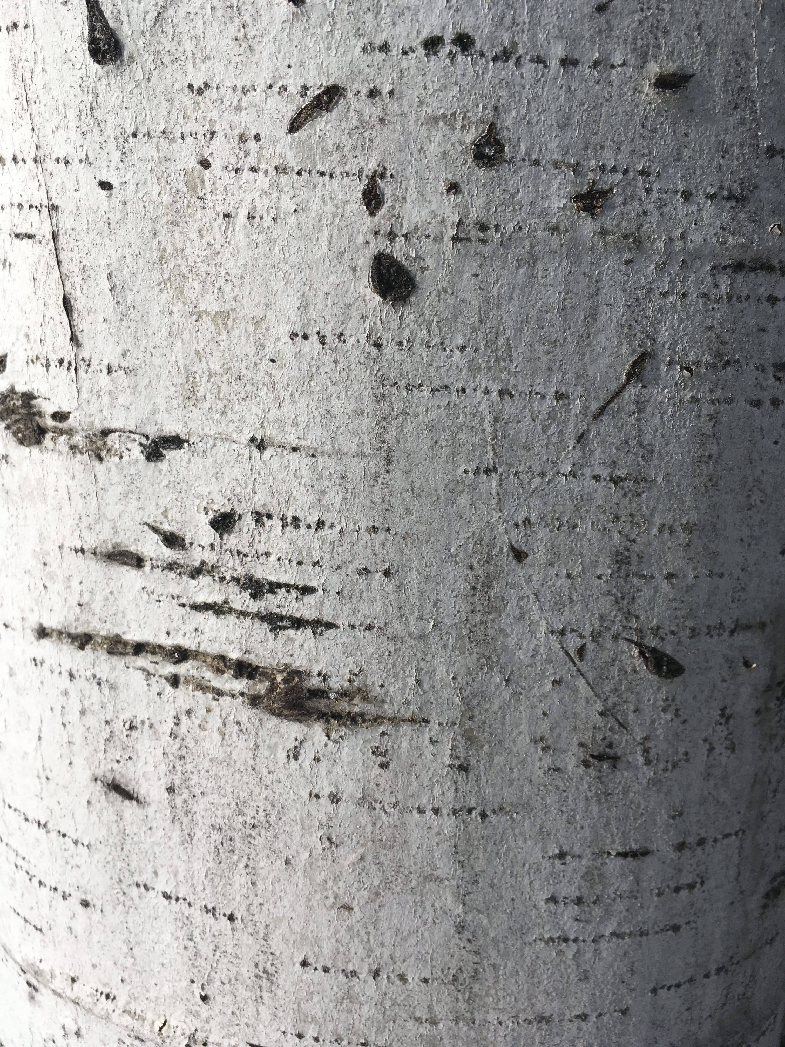 birch, texture, bark, macro, pattern, tree, wood, rough, trunk