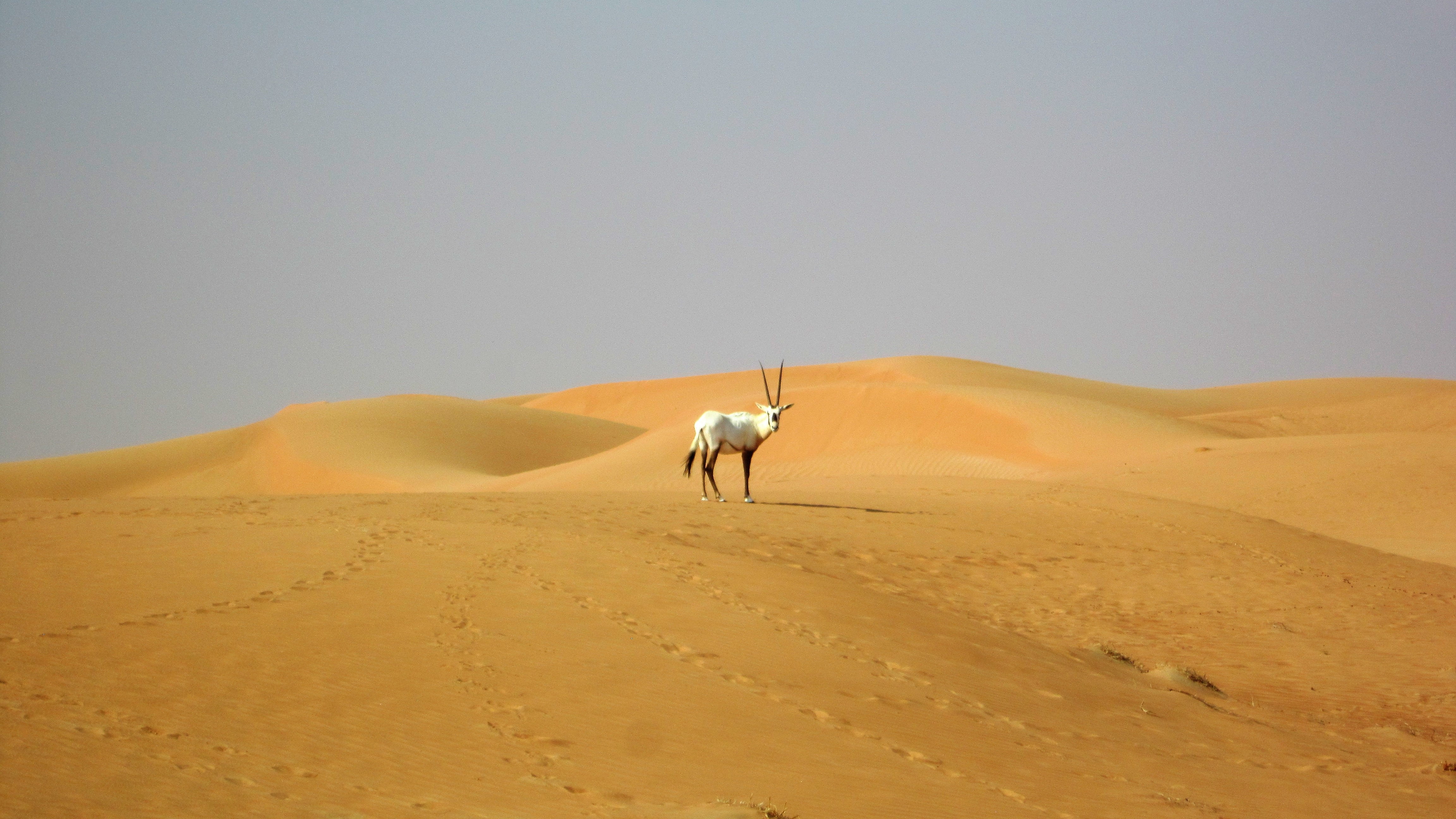 white animal, dubai, desert, oryx, camel, sand Dune, africa, nature