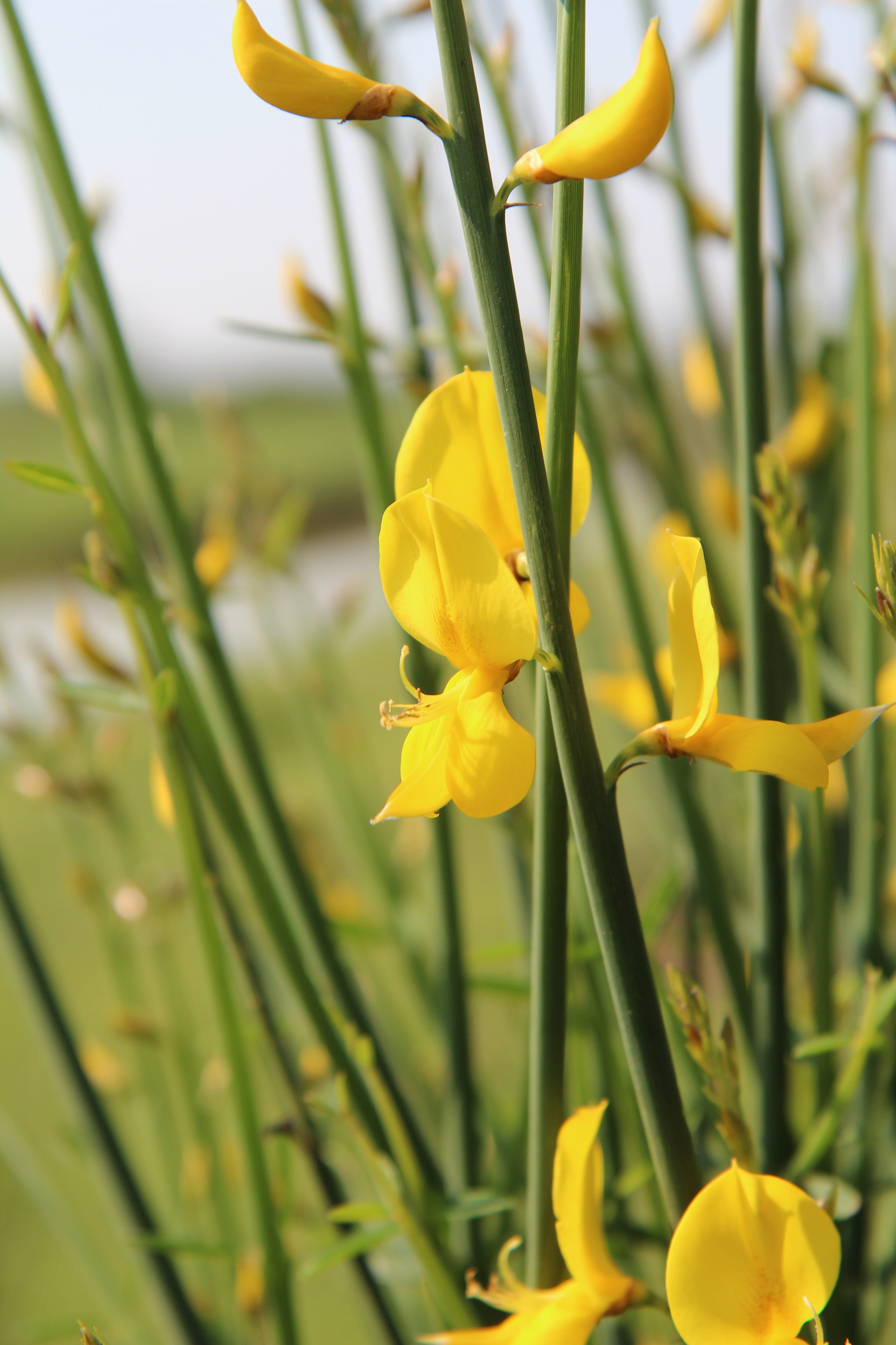 Free download HD wallpaper broom, broom yellow, scotch broom