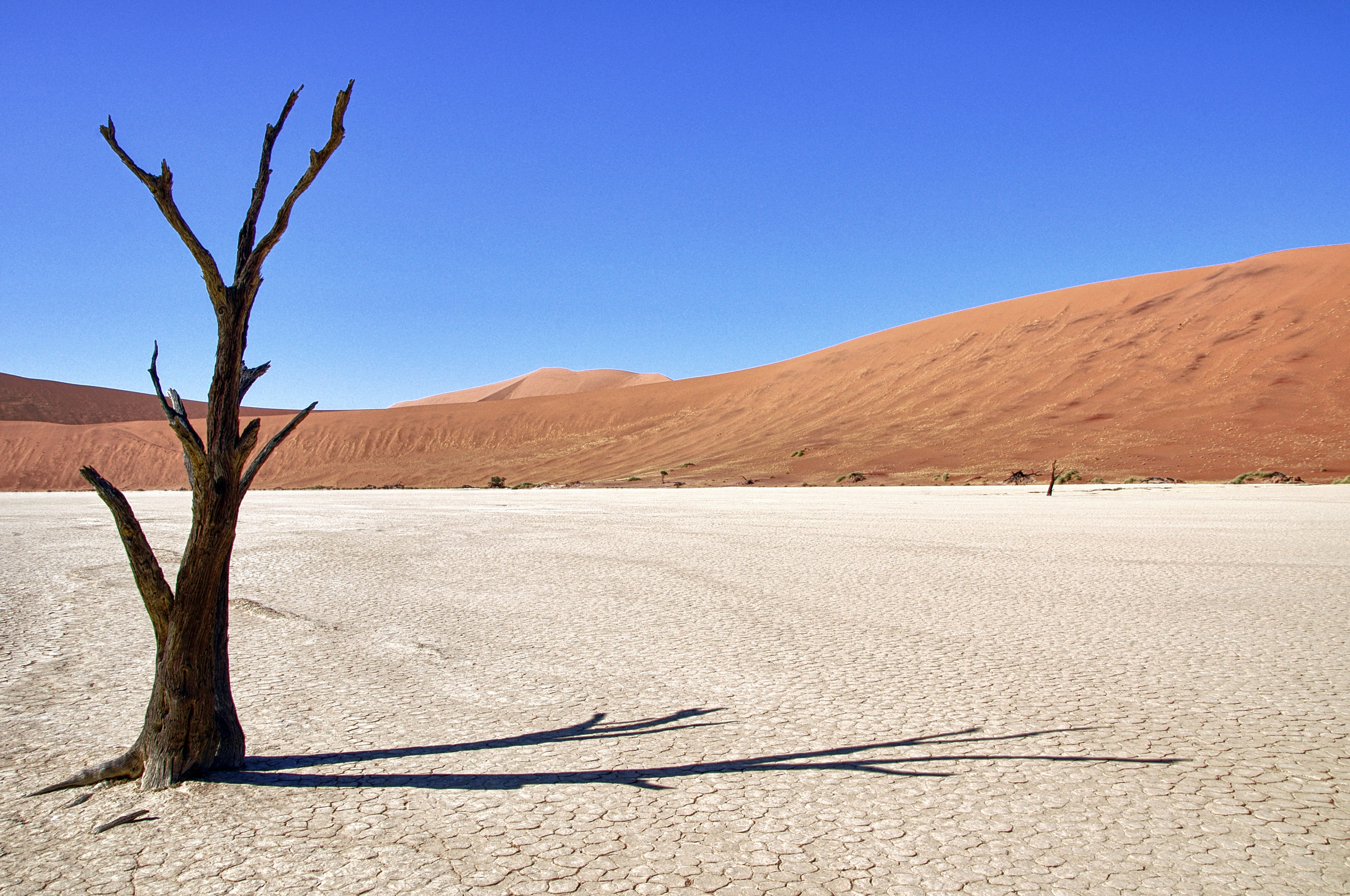 Free download | HD wallpaper: namibia, death vlei, tree, desert, shadow ...