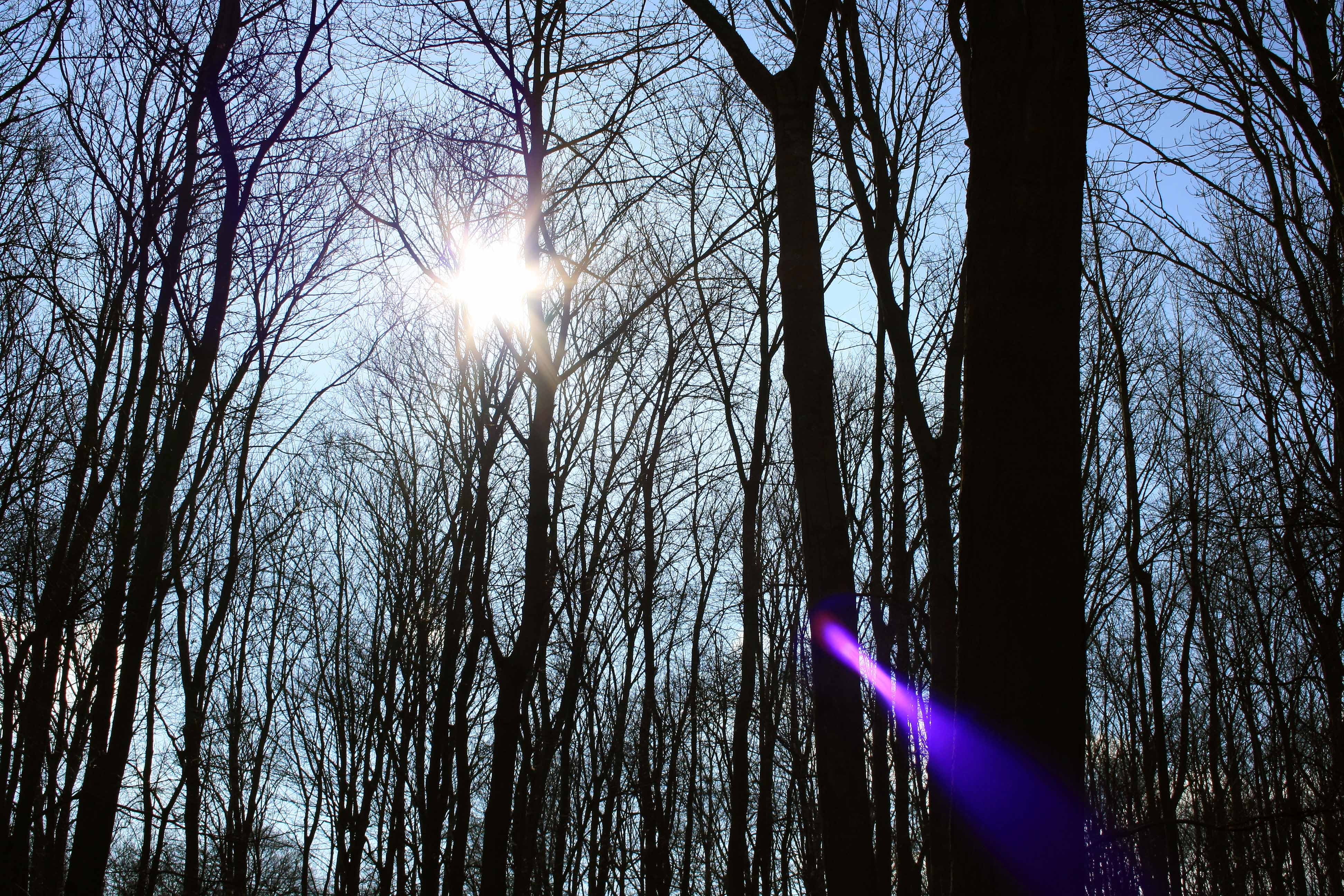 forest, nature, spring, tree, plant, sunbeam, bare tree, trunk