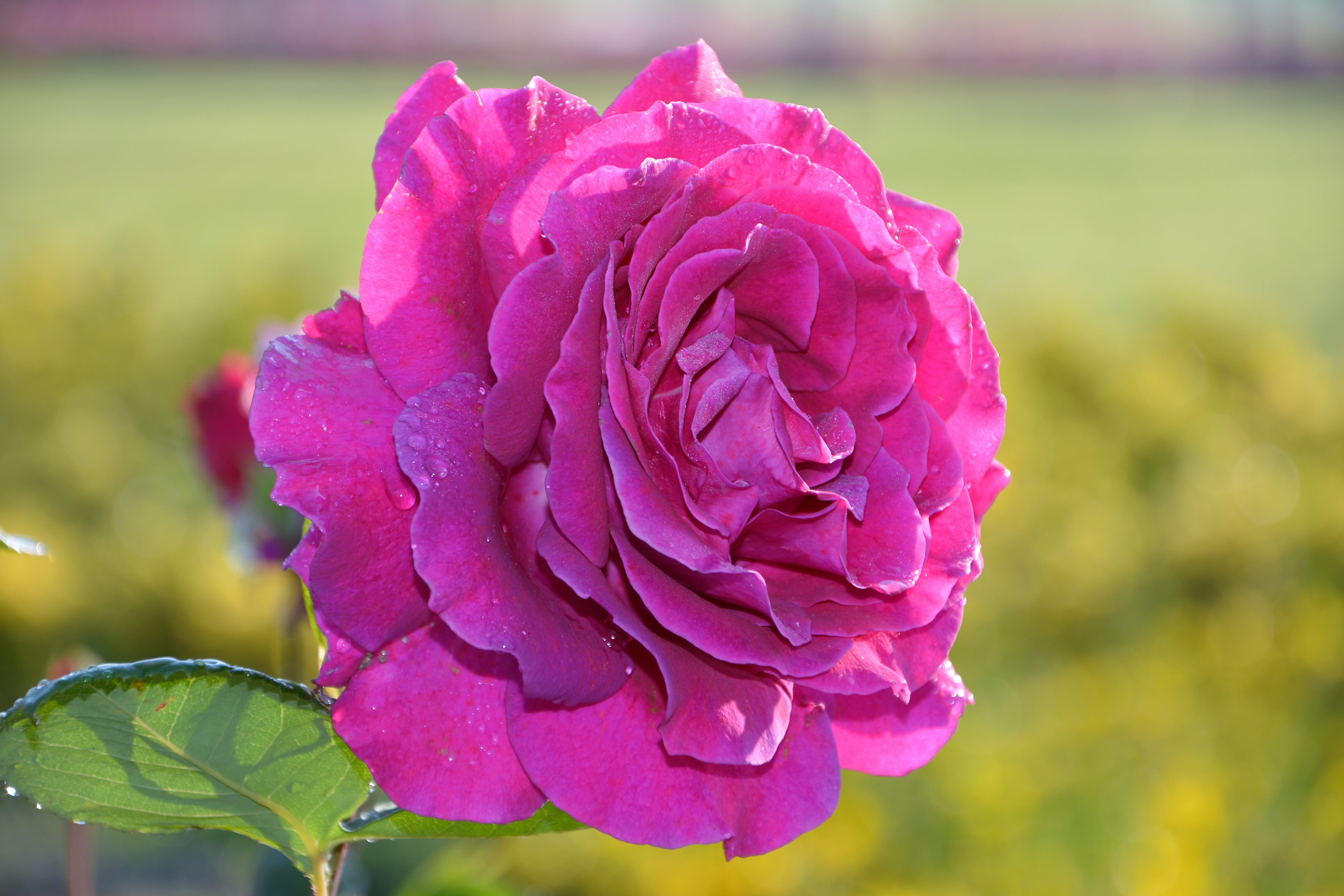 pink rose in bloom at daytime, flower, plant, petals, nature