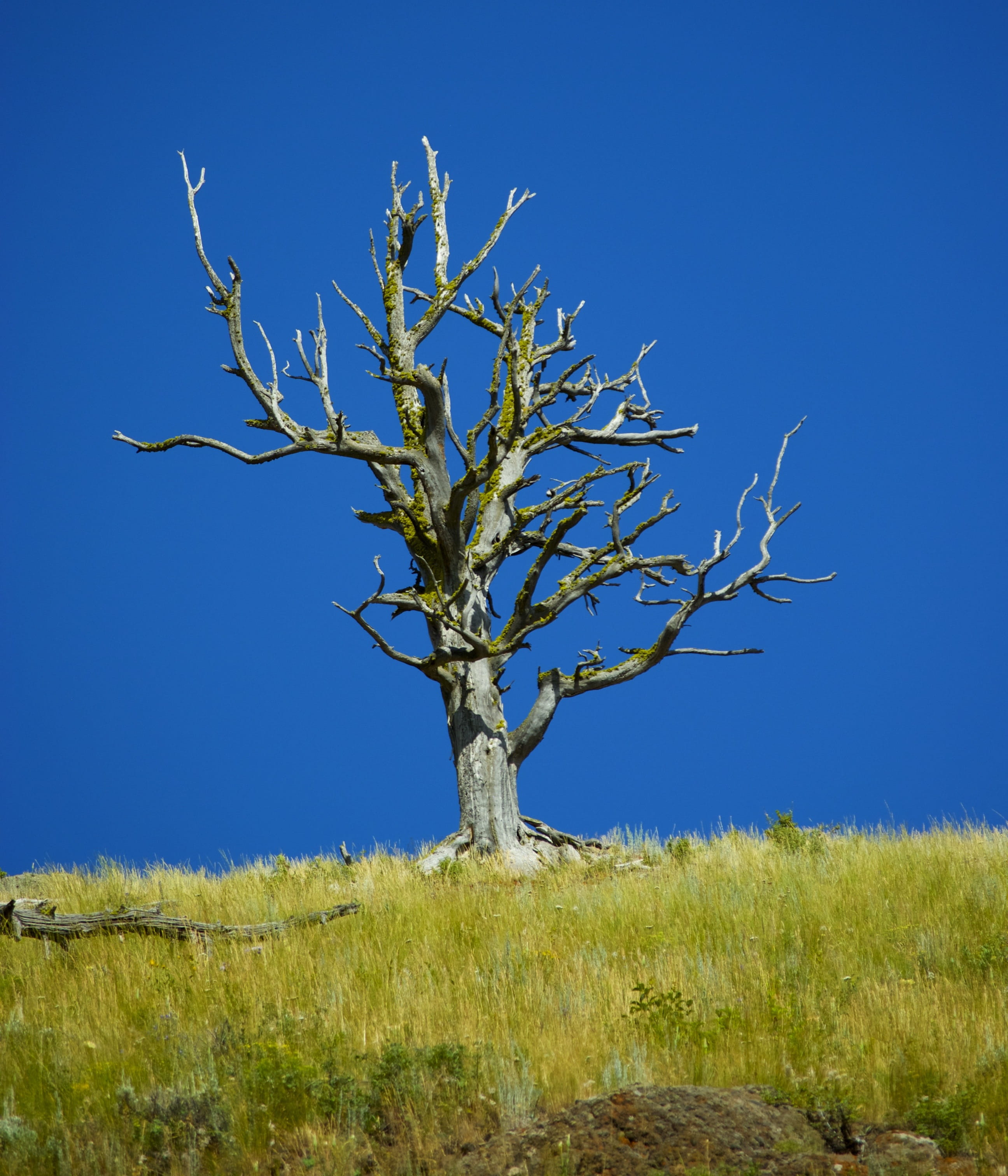 Dead Tree, Blue, Sky, Nature, Landscape, yellowstone, bare tree