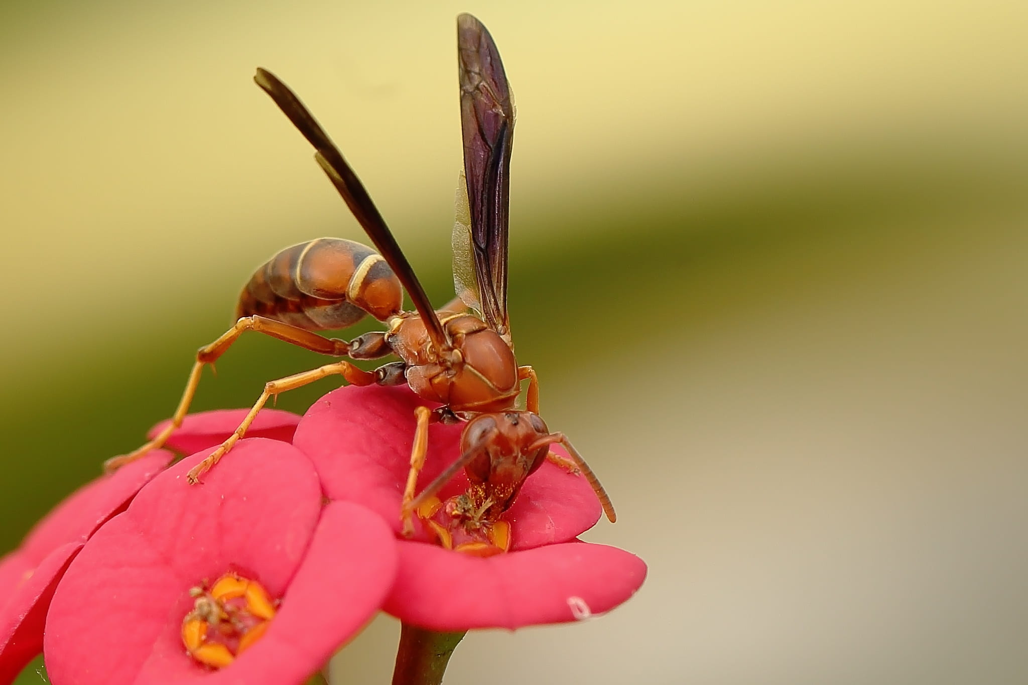 pollination, nature, insect, outdoor, pollinator, environment
